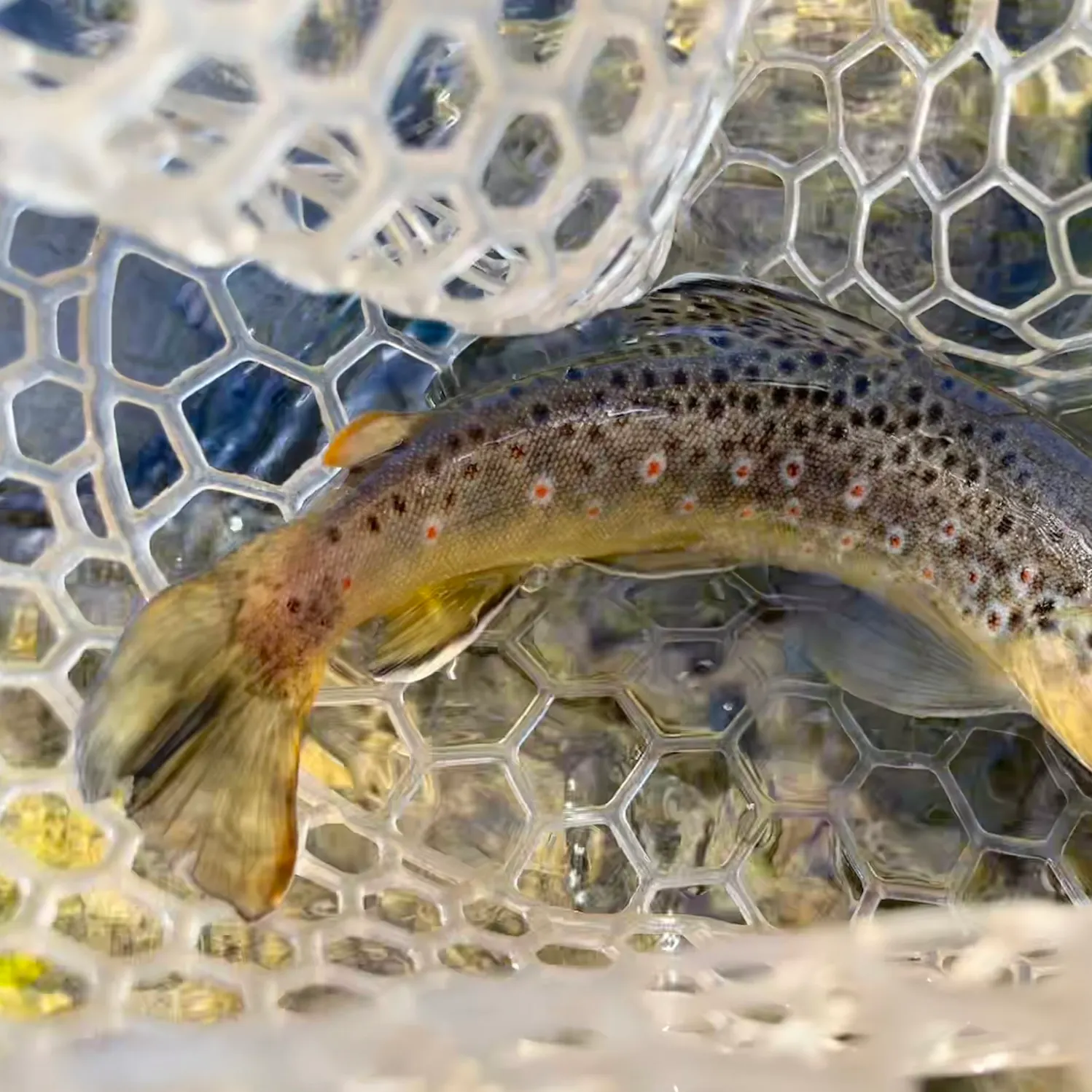 Brown trout caught on Fishbrain
