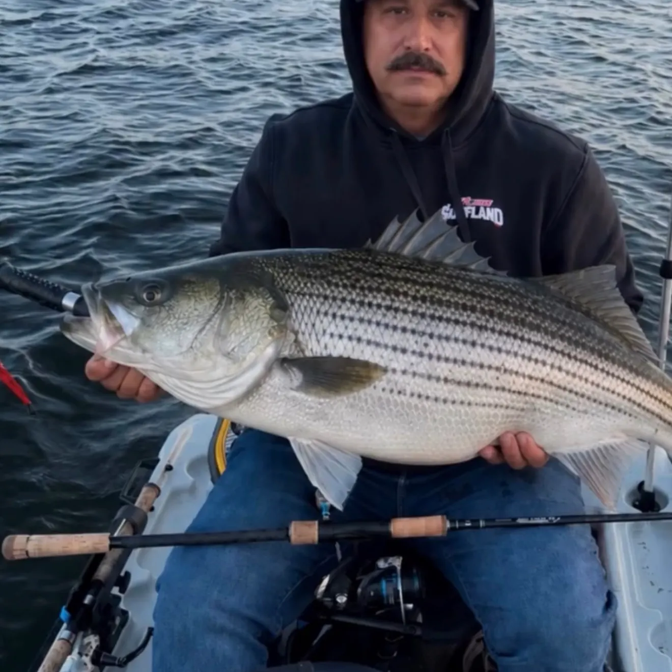 Striped bass caught on Fishbrain
