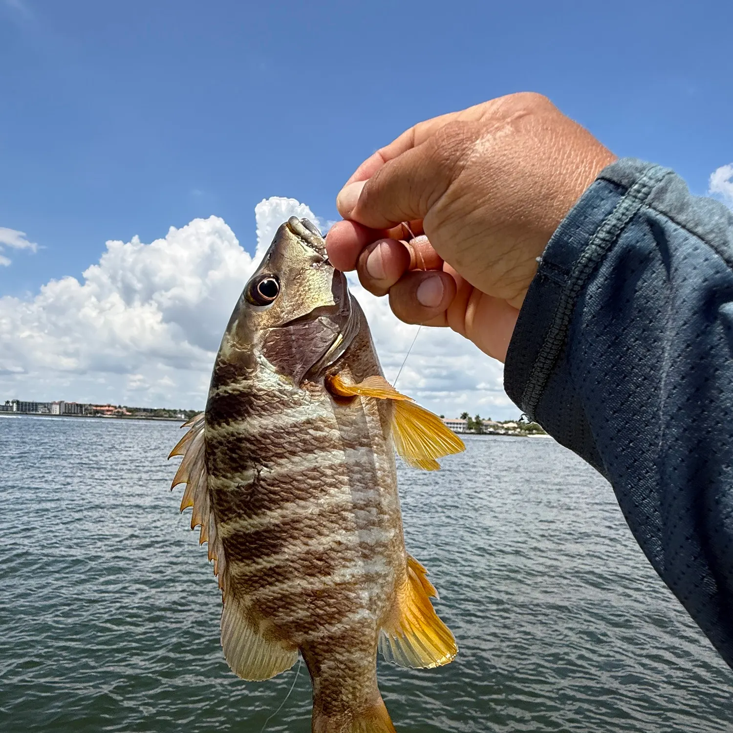 The most recent Schoolmaster snapper catches on Fishbrain