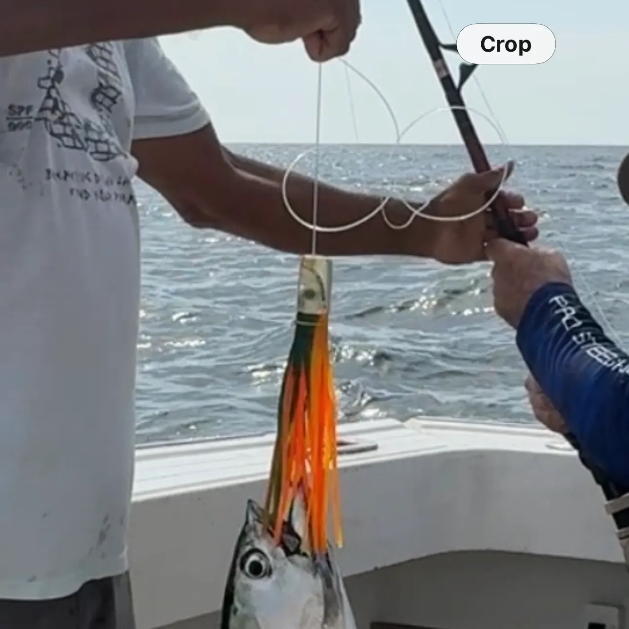 The most recent Skipjack tuna catches on Fishbrain