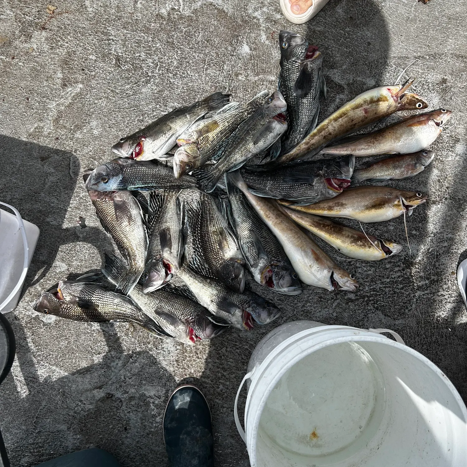 recently logged catches