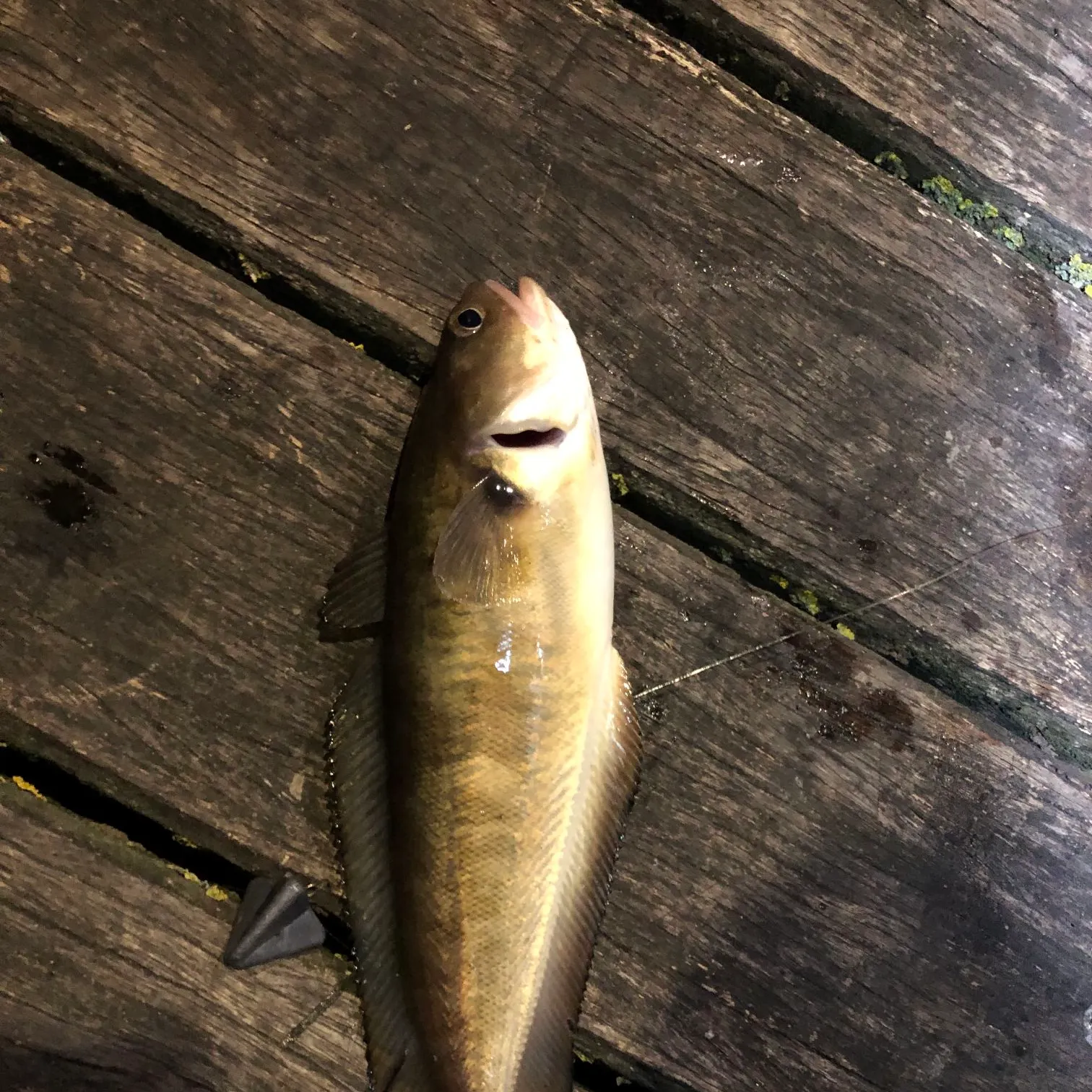 The most recent Southern bastard codling catches on Fishbrain