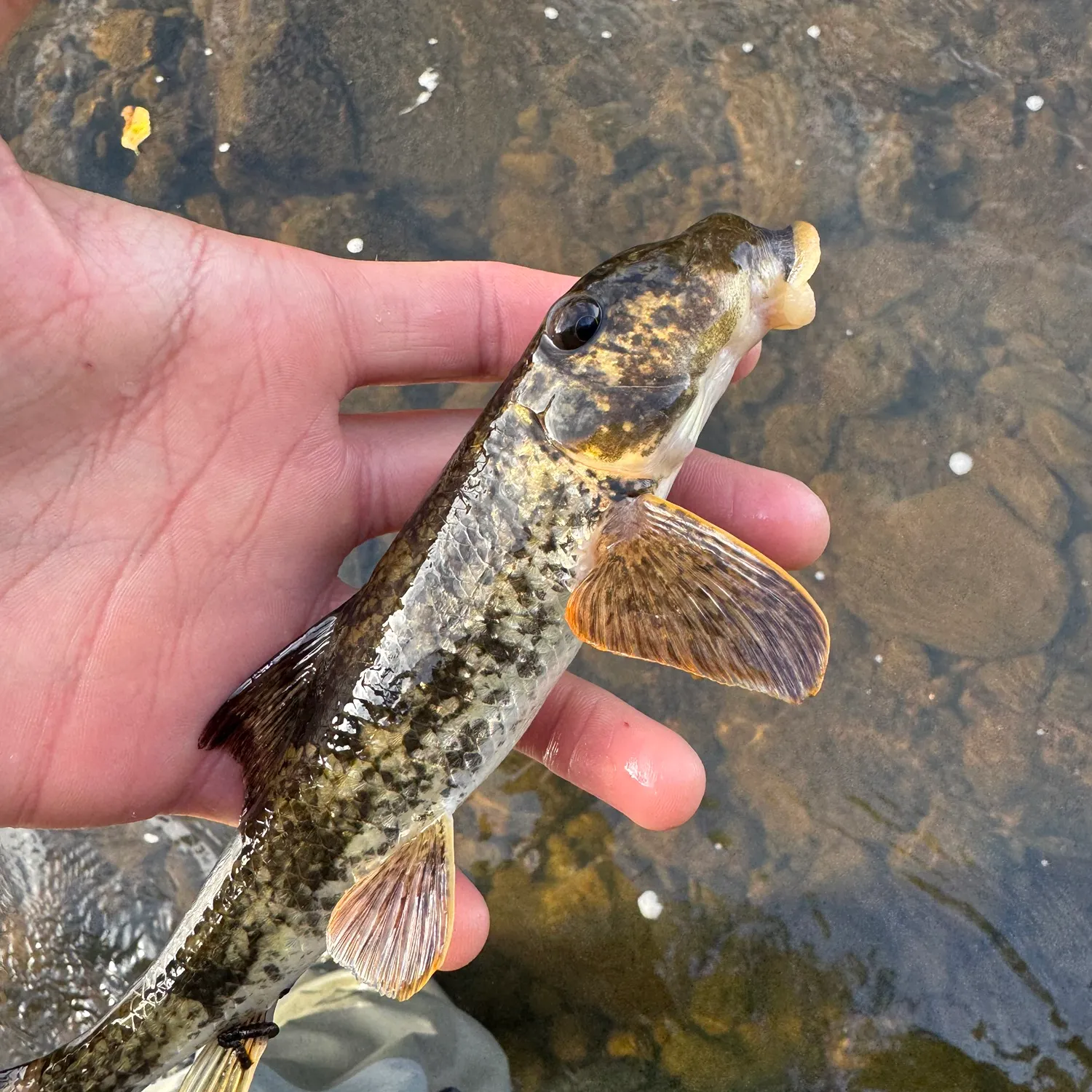 Northern hogsucker caught on Fishbrain