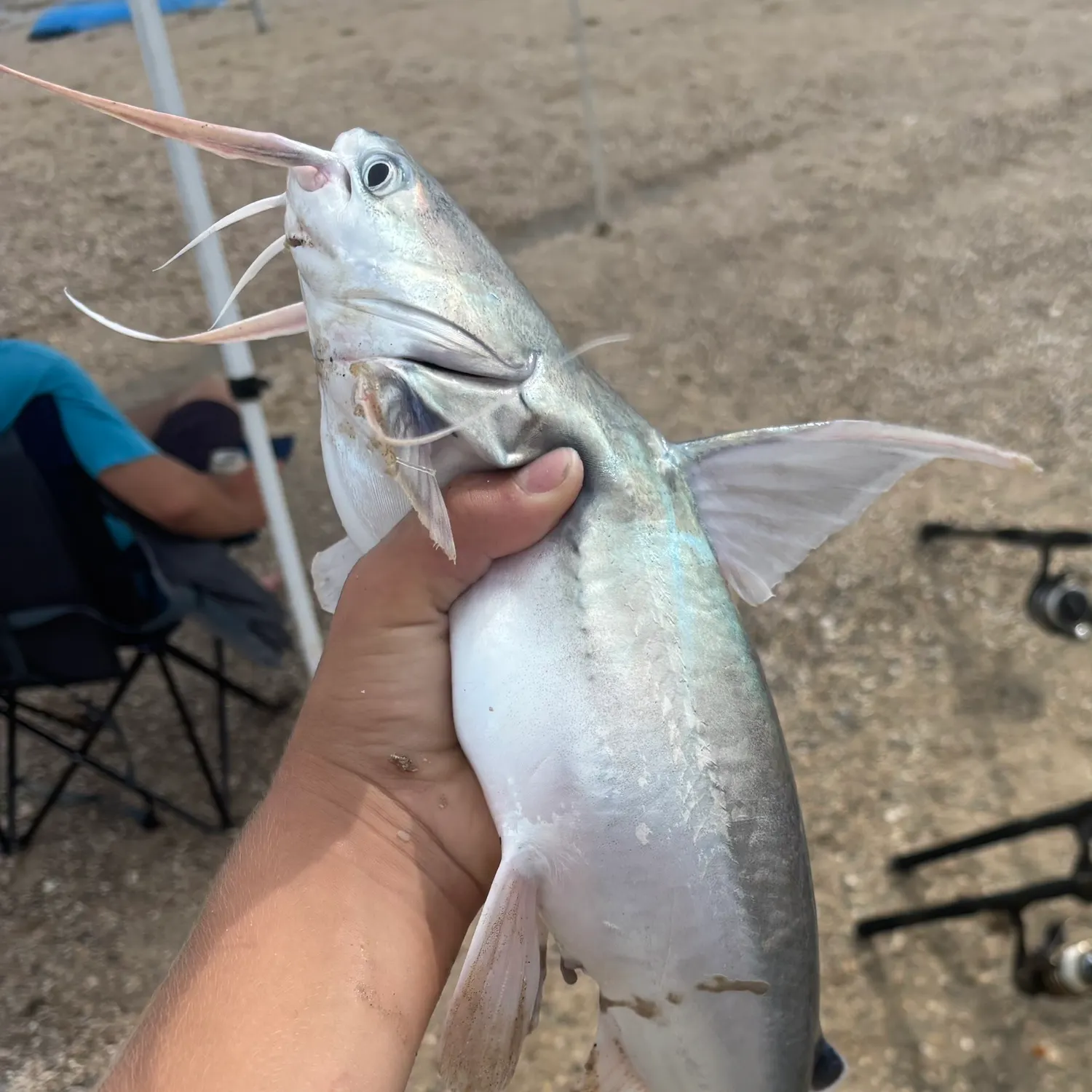 The most recent Gafftopsail sea catfish catches on Fishbrain