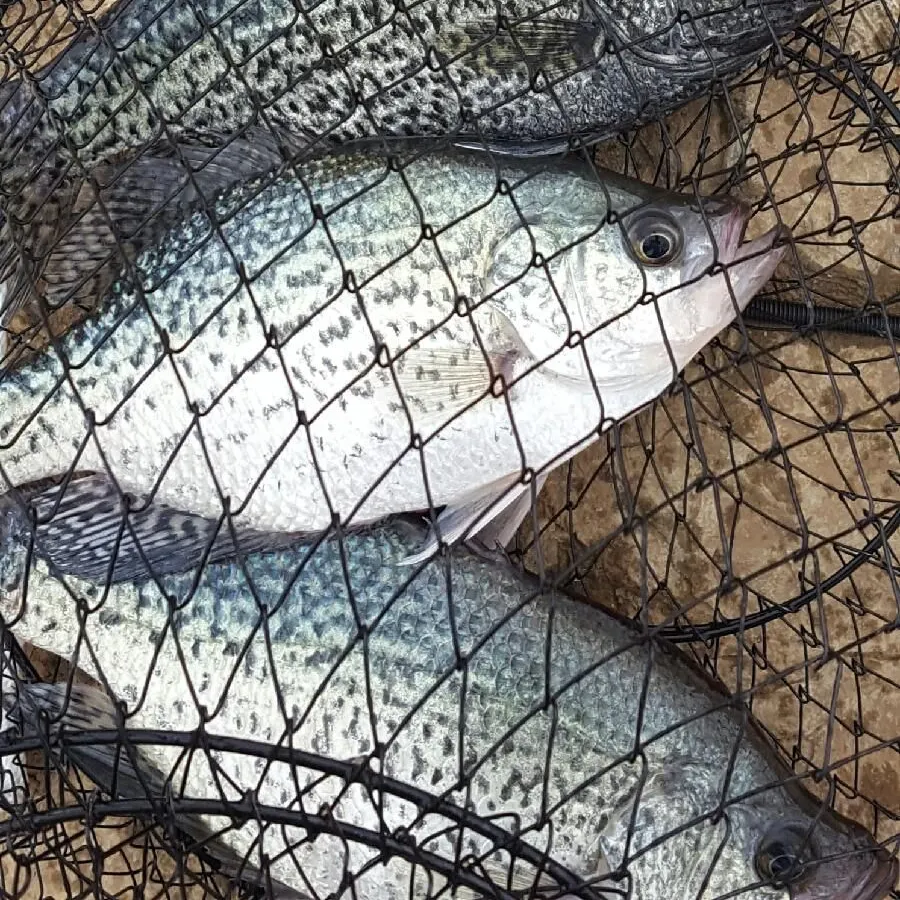 Black crappie caught on Fishbrain