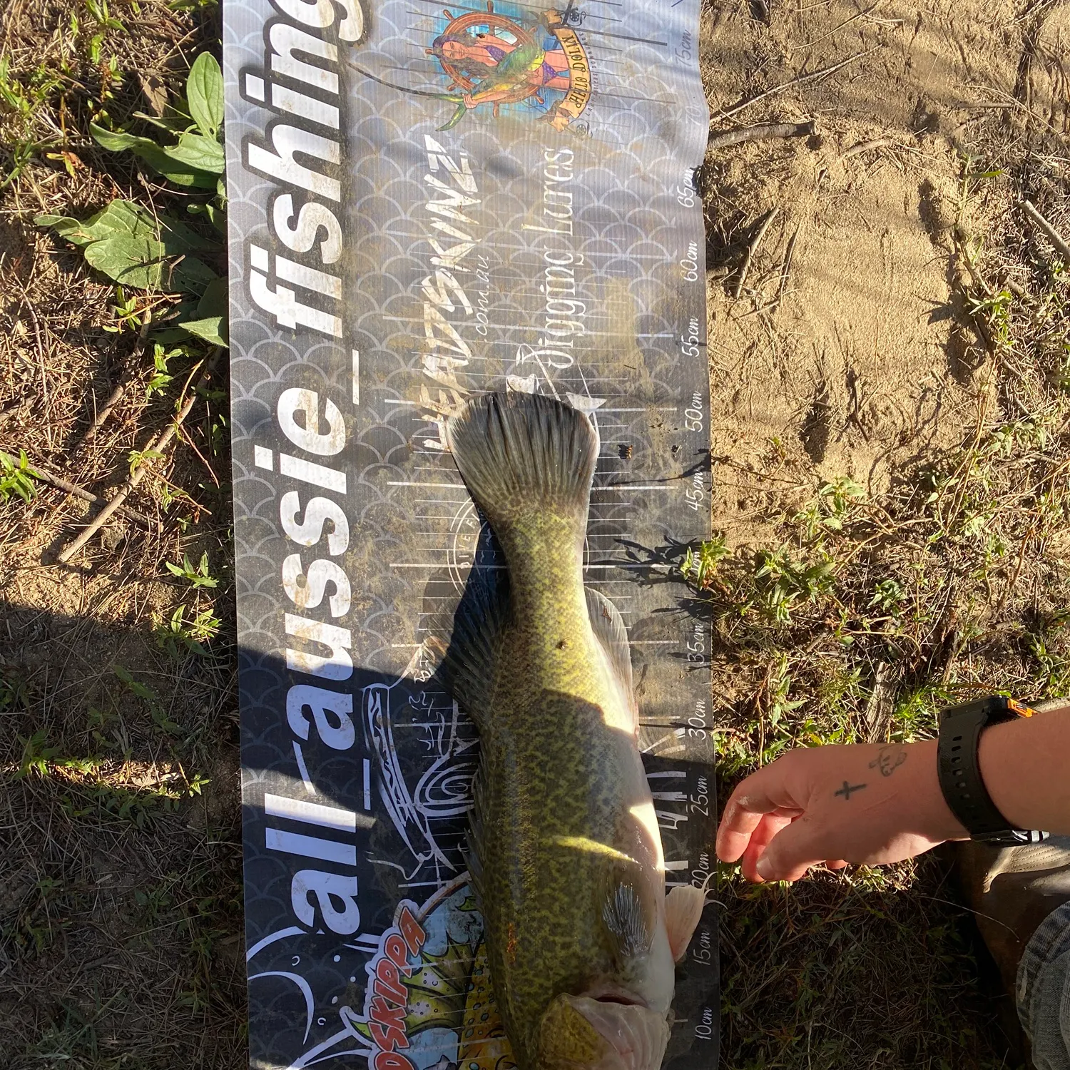 Murray cod caught on Fishbrain