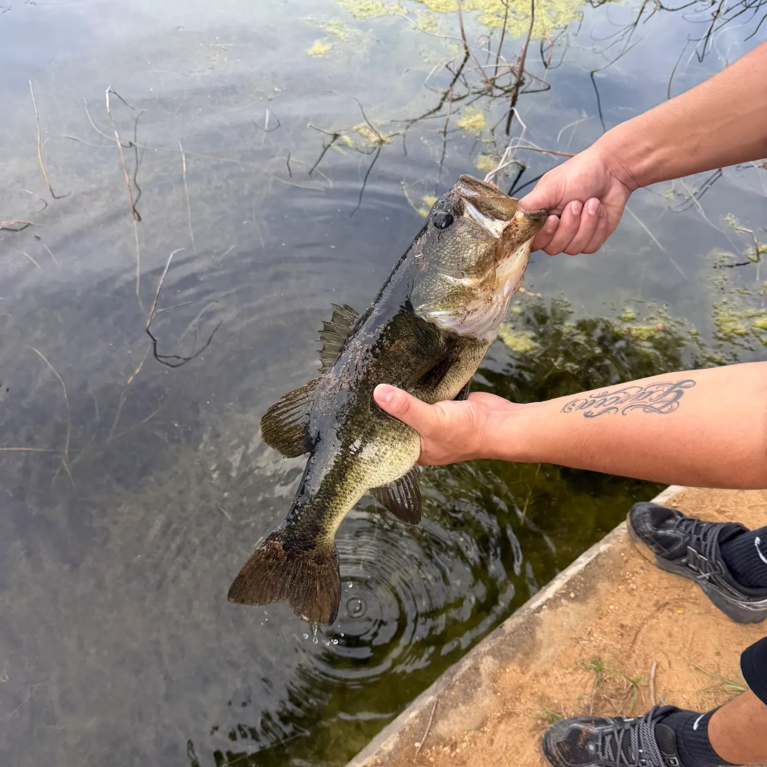 Largemouth bass caught on Fishbrain