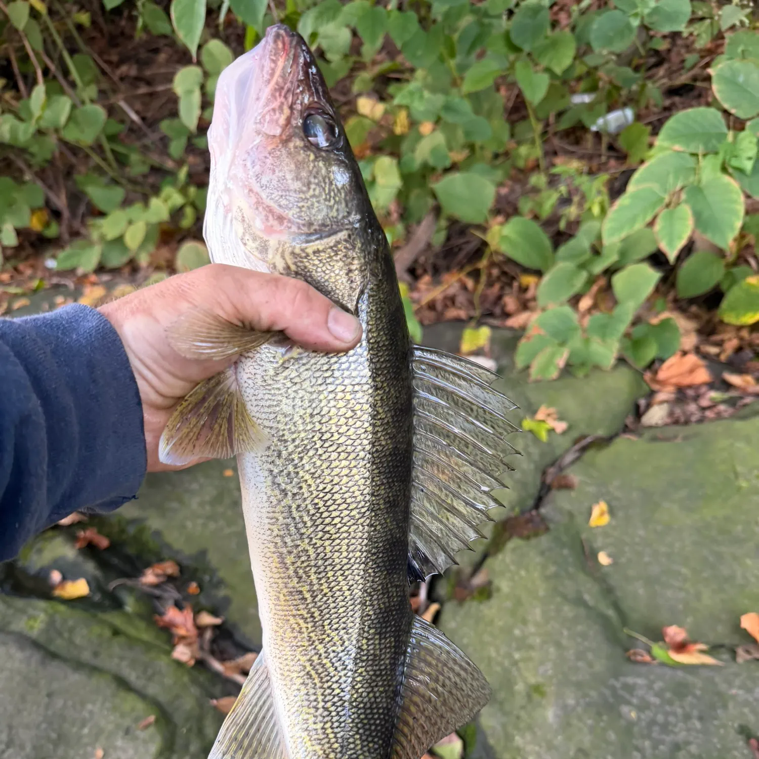 Walleye caught on Fishbrain