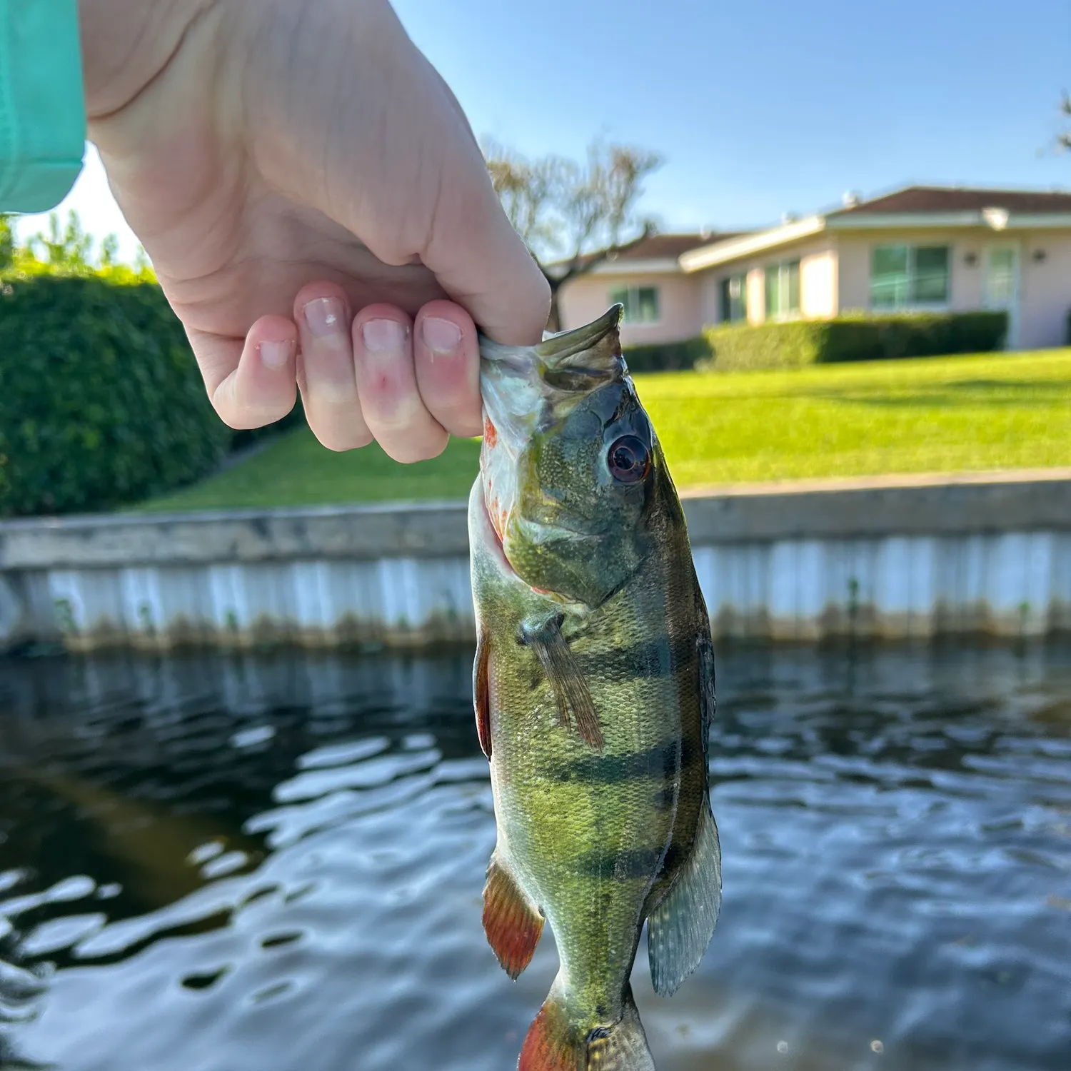 The most recent Butterfly peacock bass catches on Fishbrain