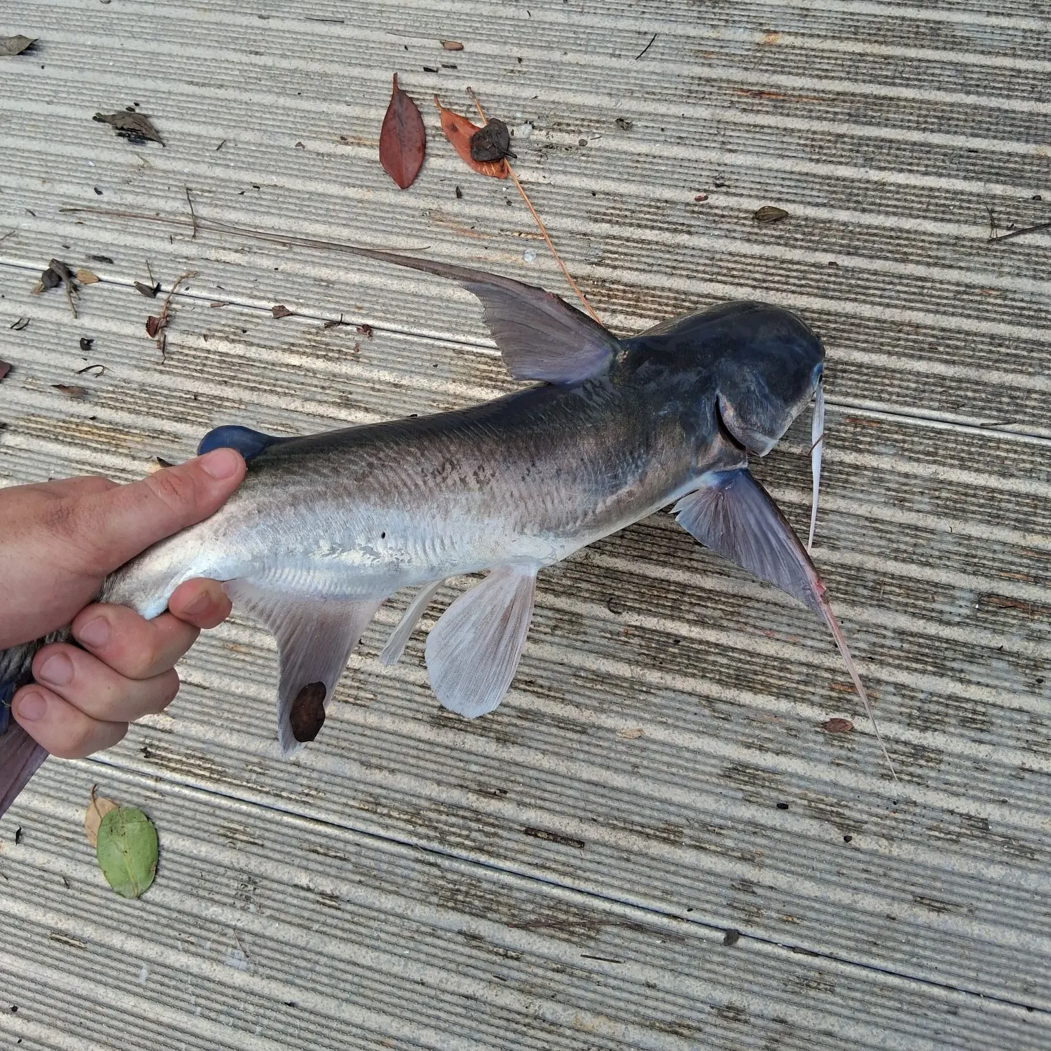 Gafftopsail sea catfish caught on Fishbrain