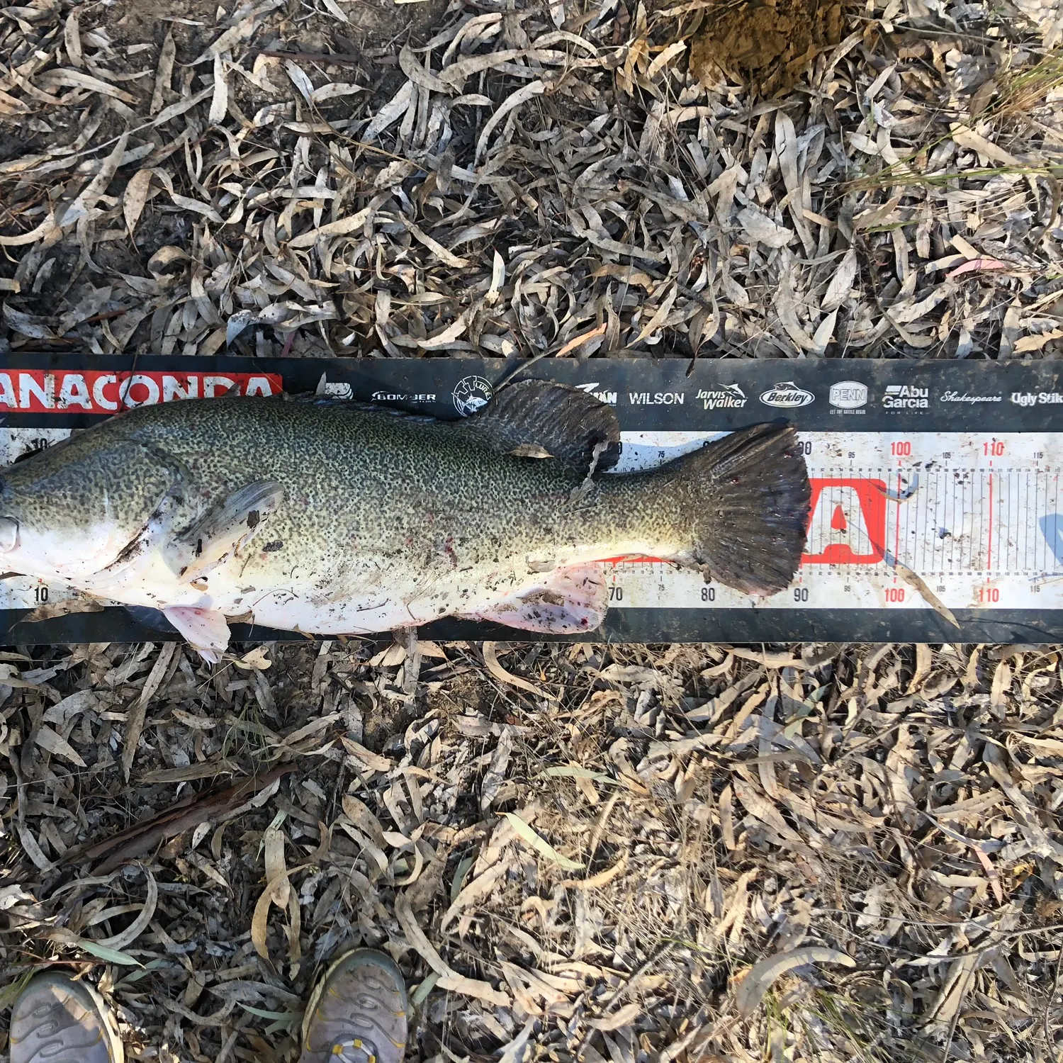 The most recent Murray cod catches on Fishbrain