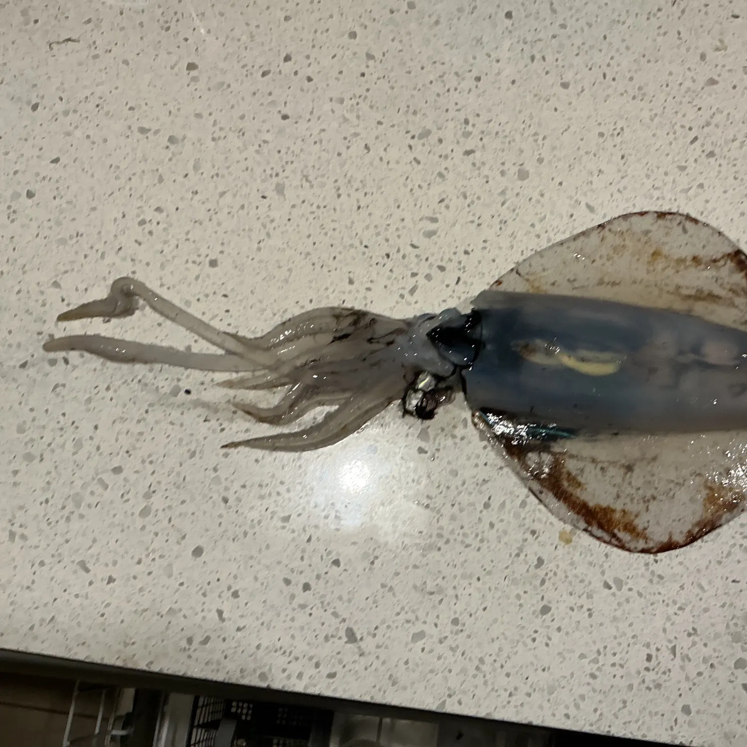 Southern calamari caught on Fishbrain