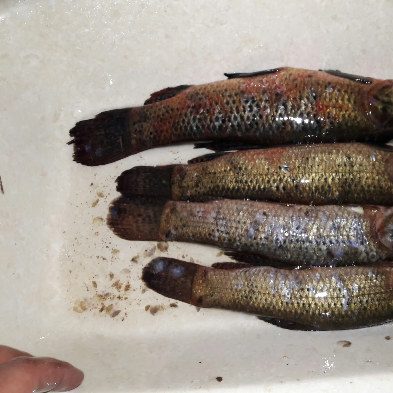 recently logged catches