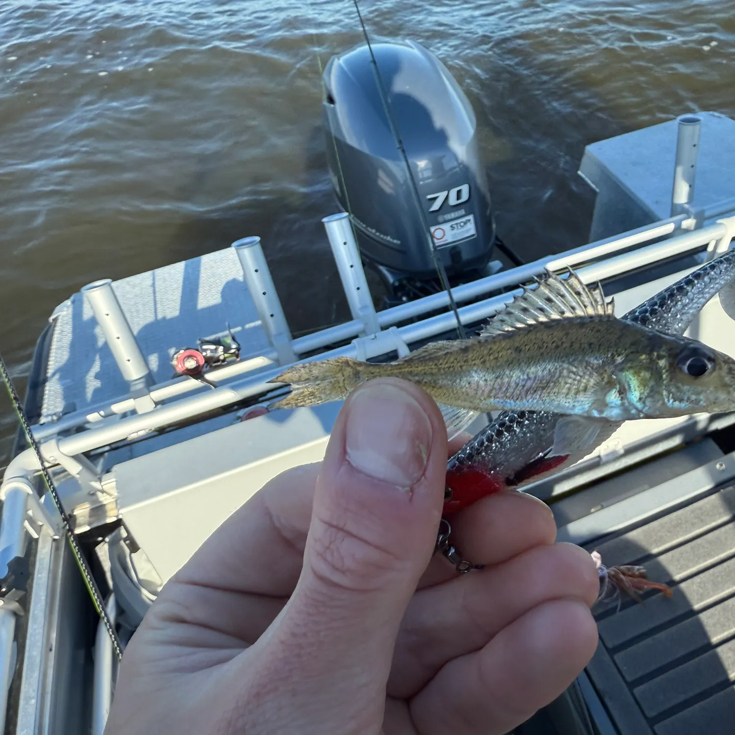 The most recent Ruffe catches on Fishbrain