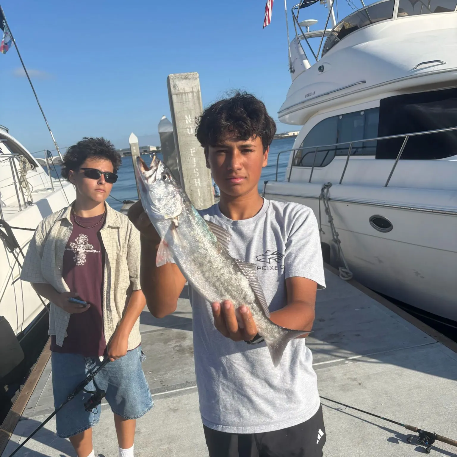 The most recent Shortfin corvina catches on Fishbrain