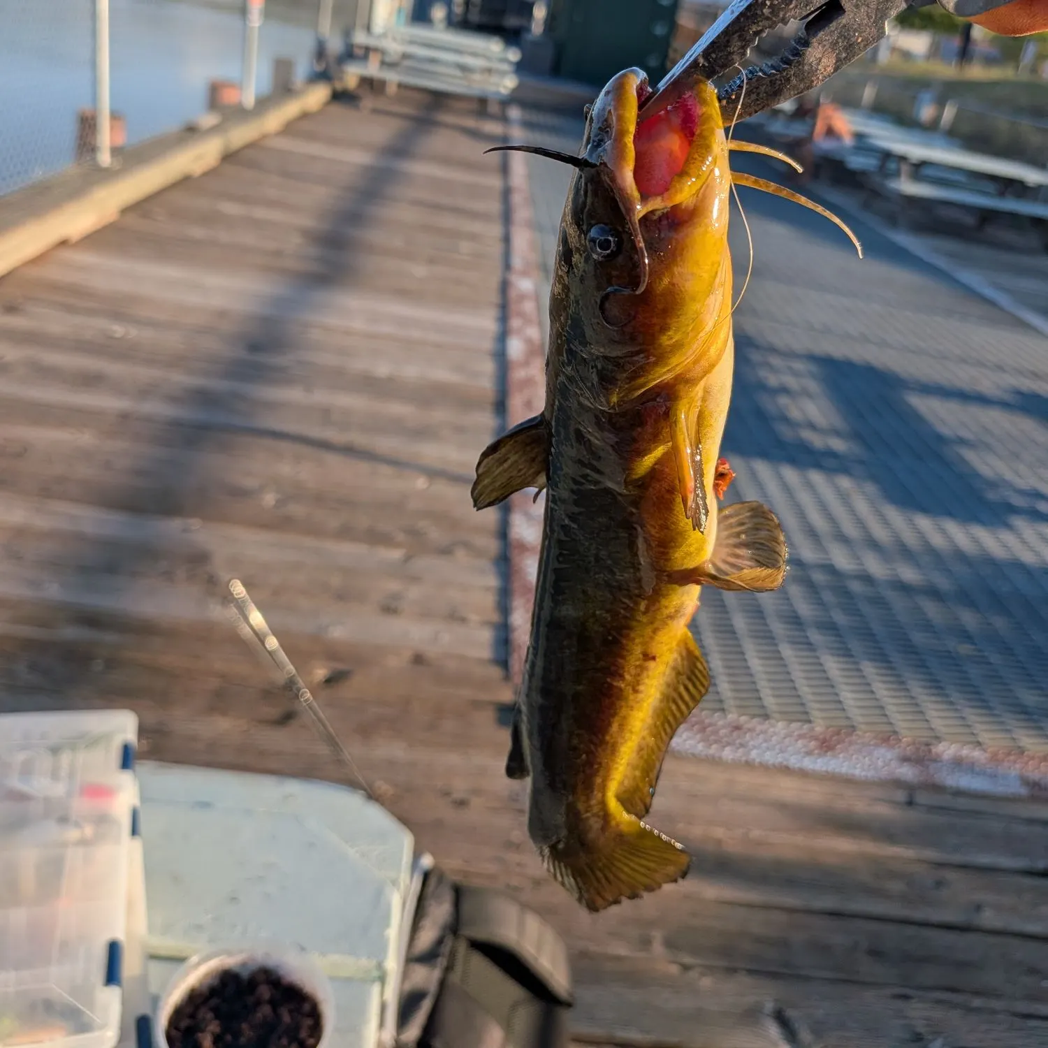 catch