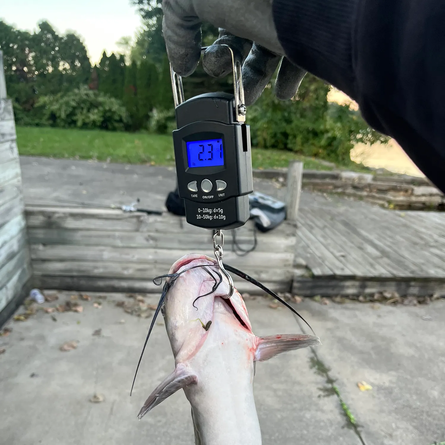 Channel catfish caught on Fishbrain