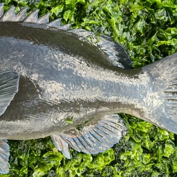 The most recent Eastern blue groper catches on Fishbrain