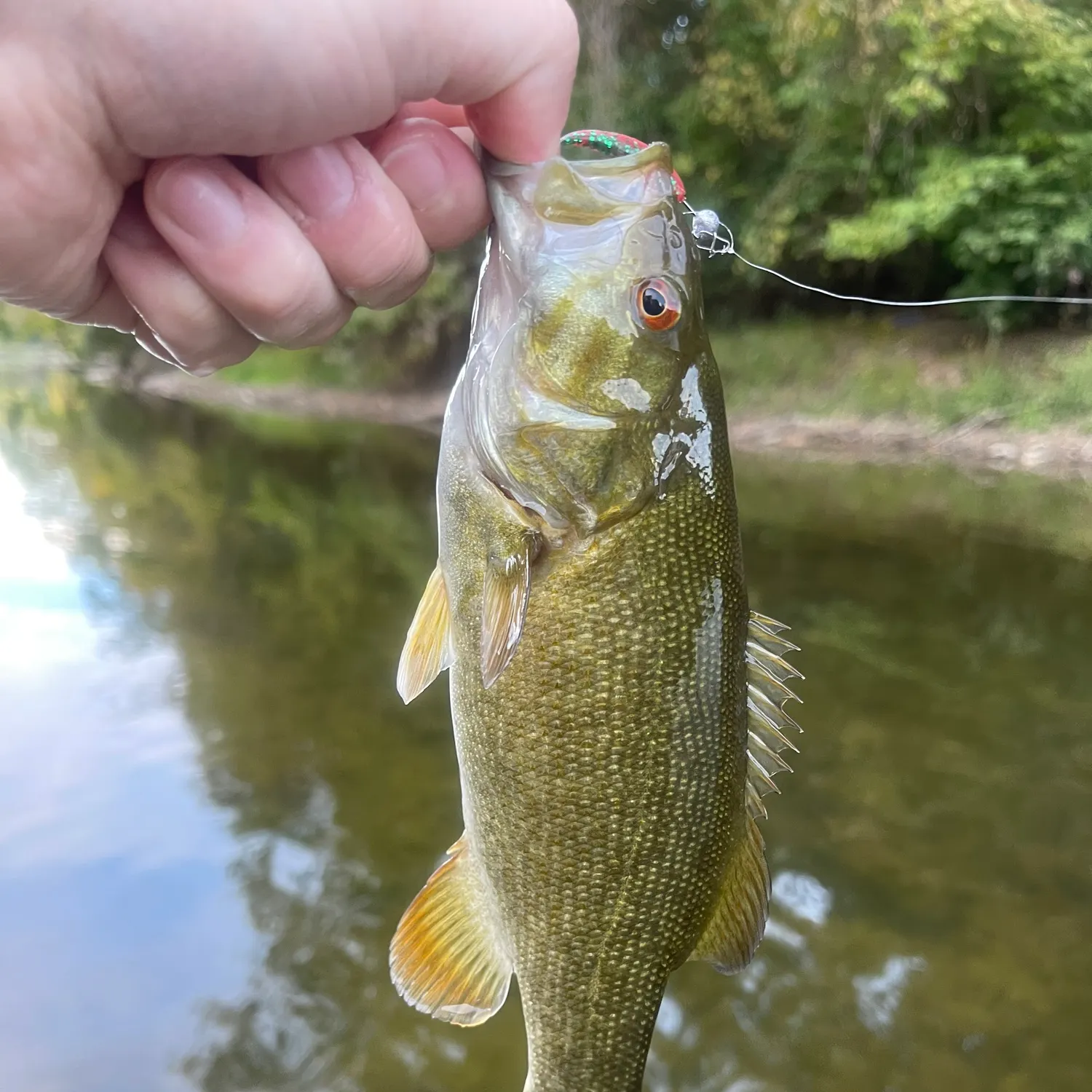 Smallmouth bass caught on Fishbrain