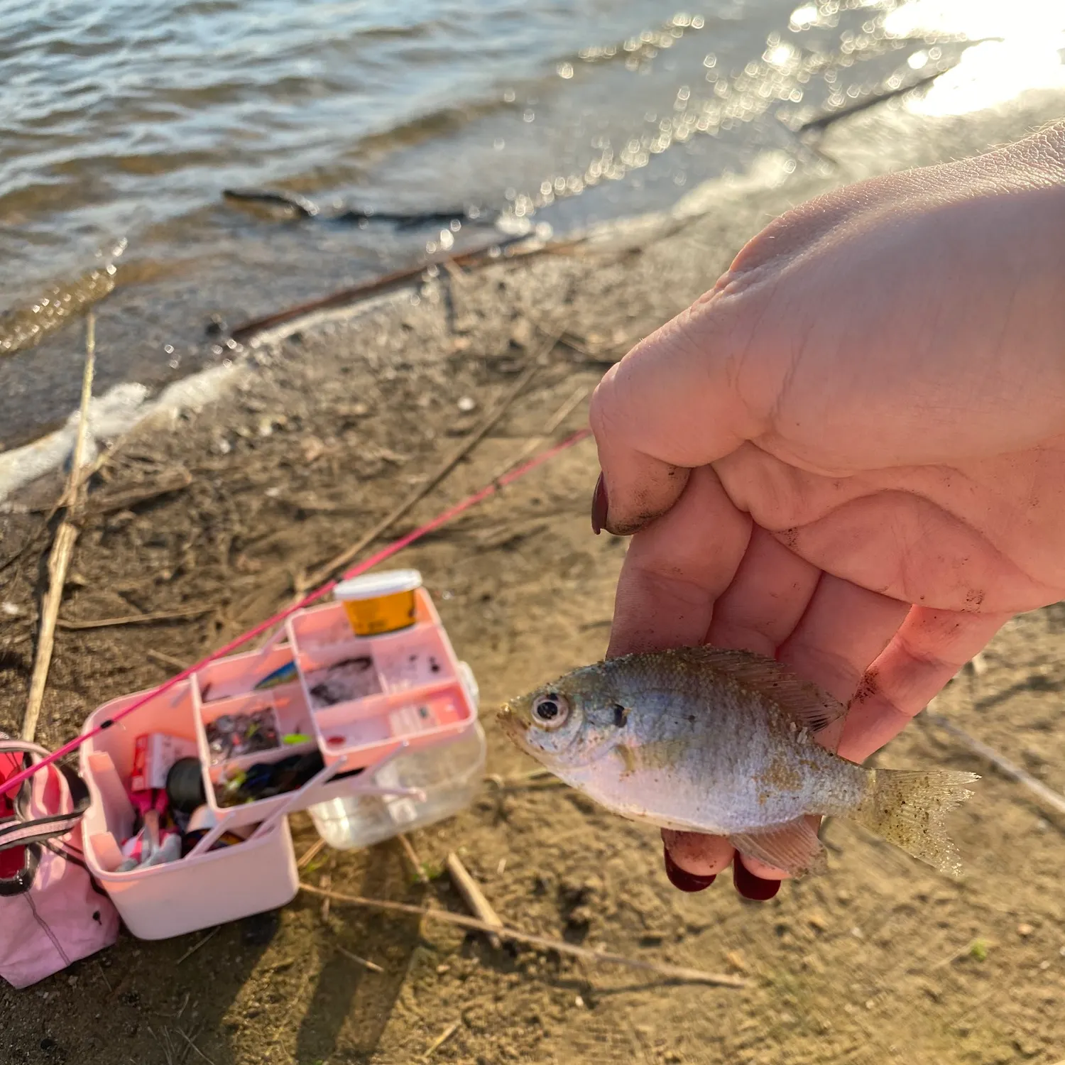 Fish caught on Fishbrain