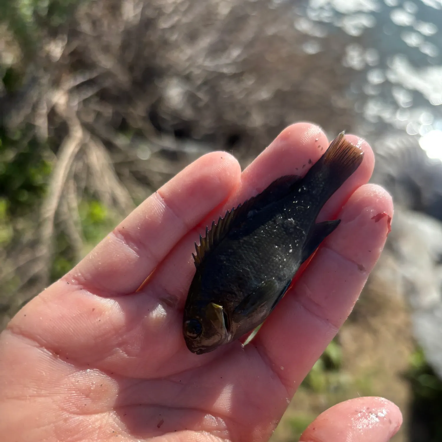 The most recent Opaleye catches on Fishbrain