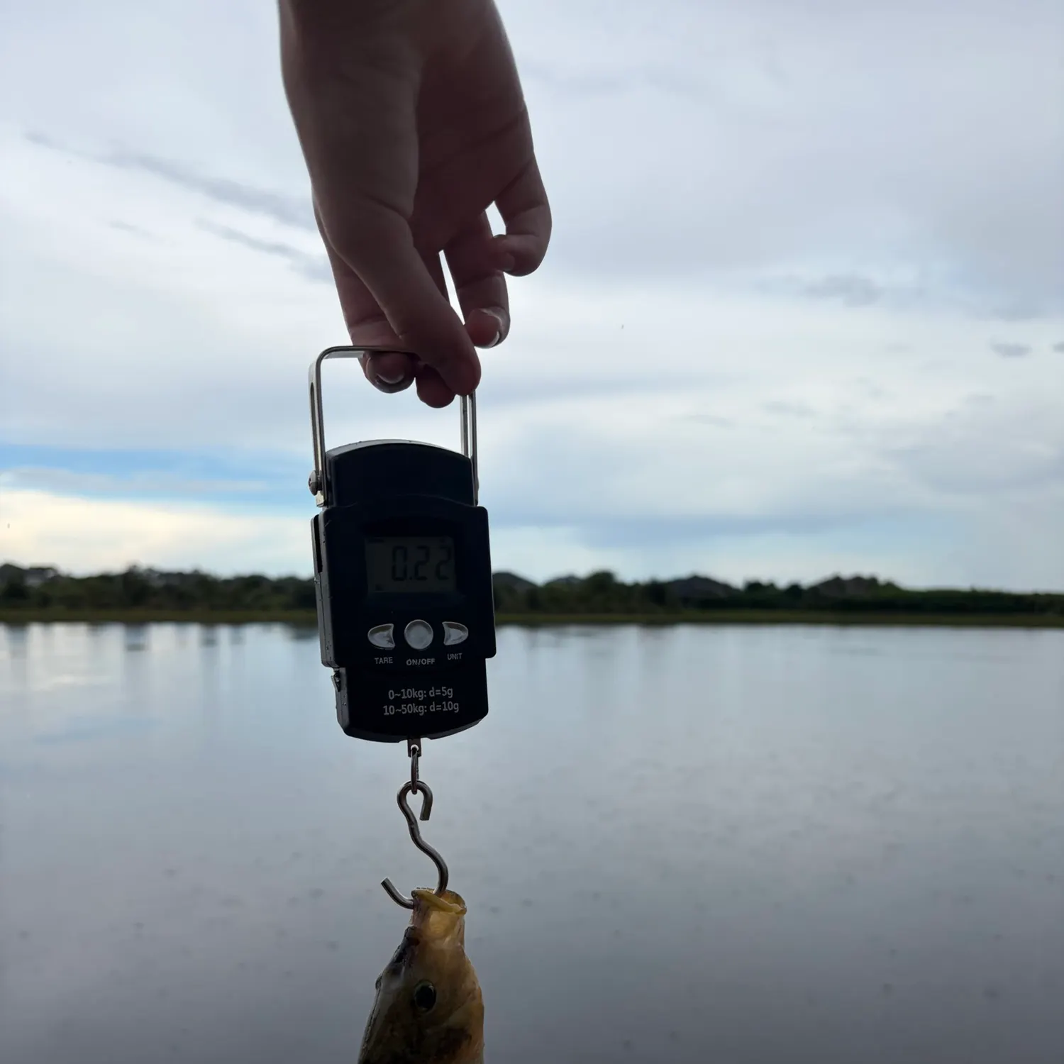 The most recent Mayan cichlid catches on Fishbrain