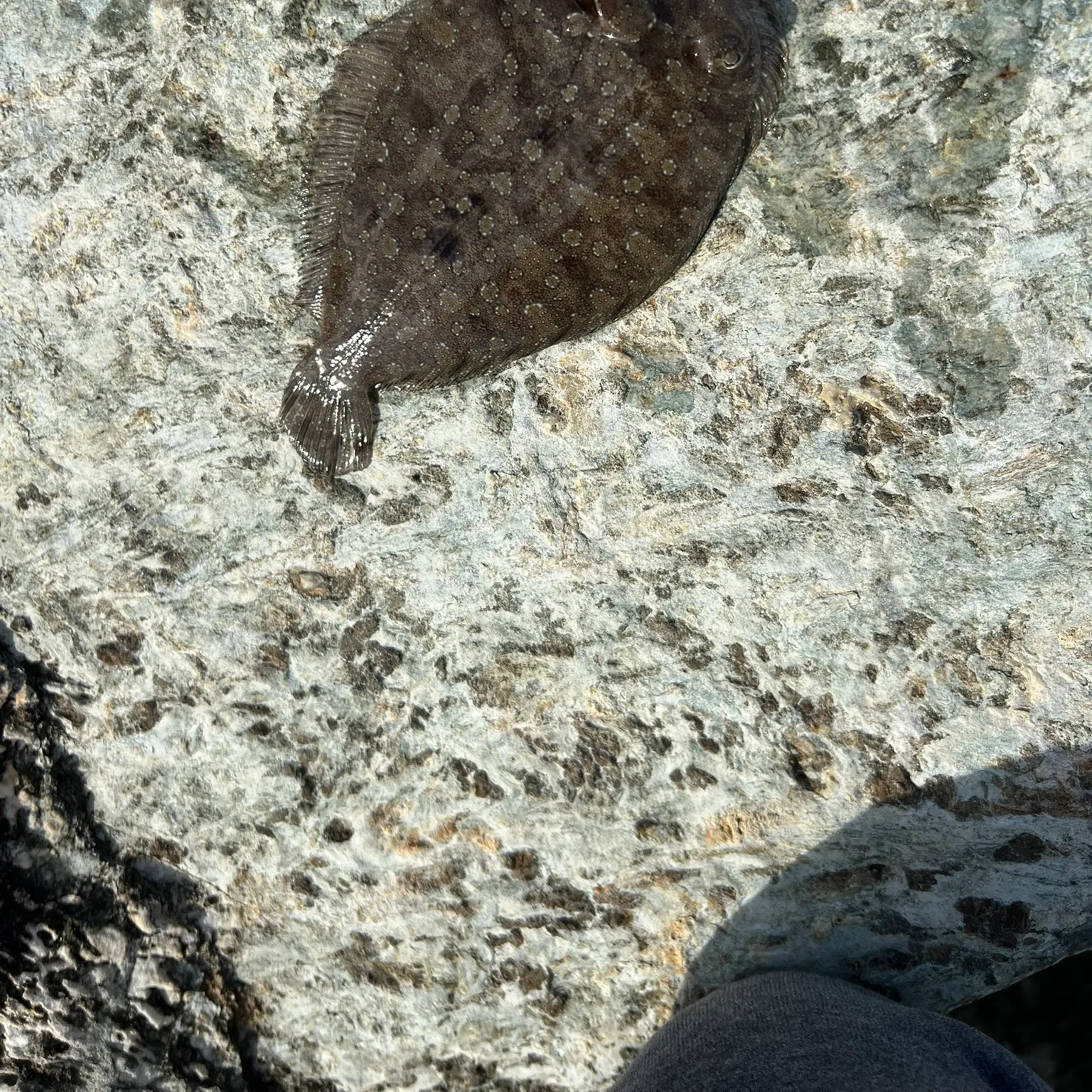 The most recent Brill catches on Fishbrain