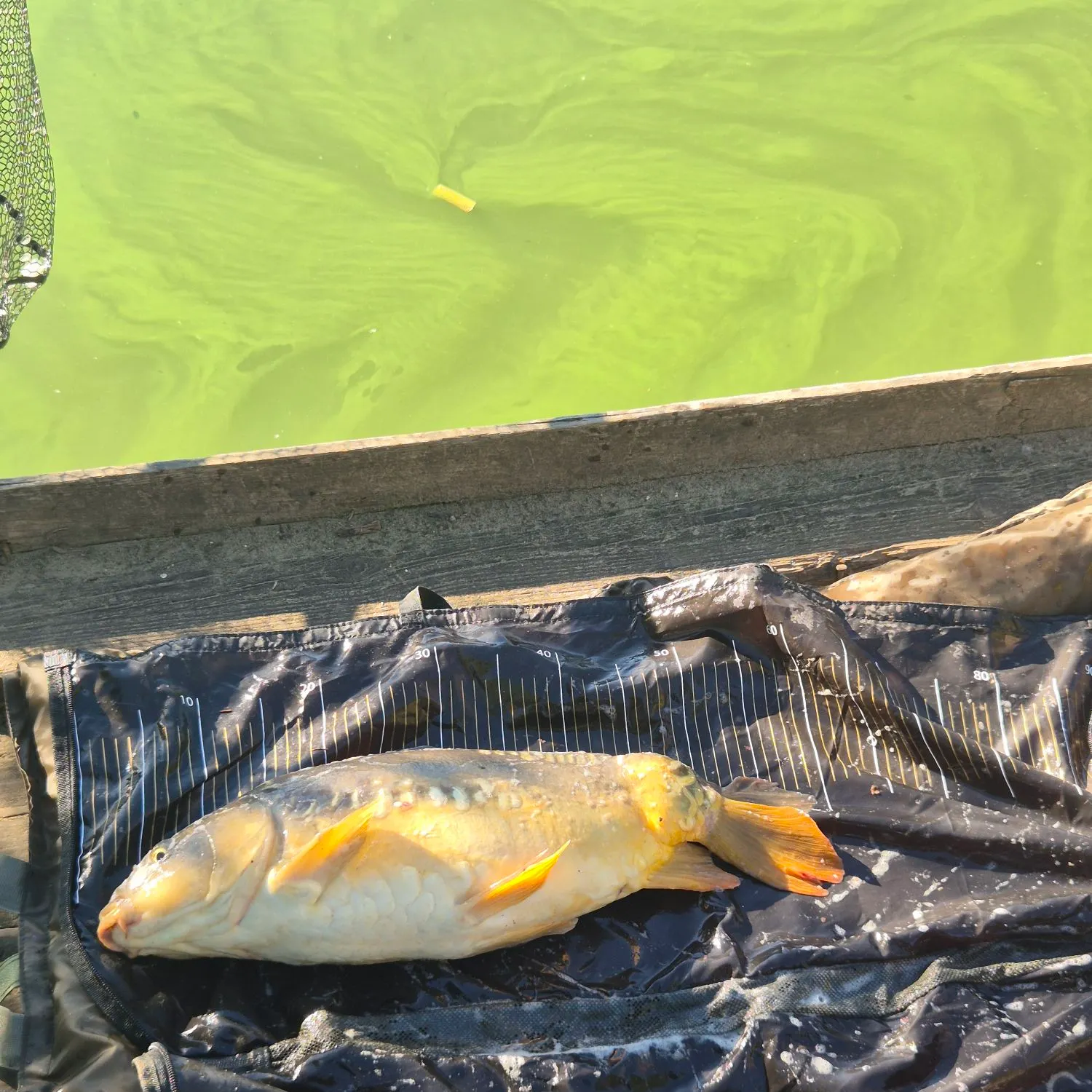 Mirror carp caught on Fishbrain