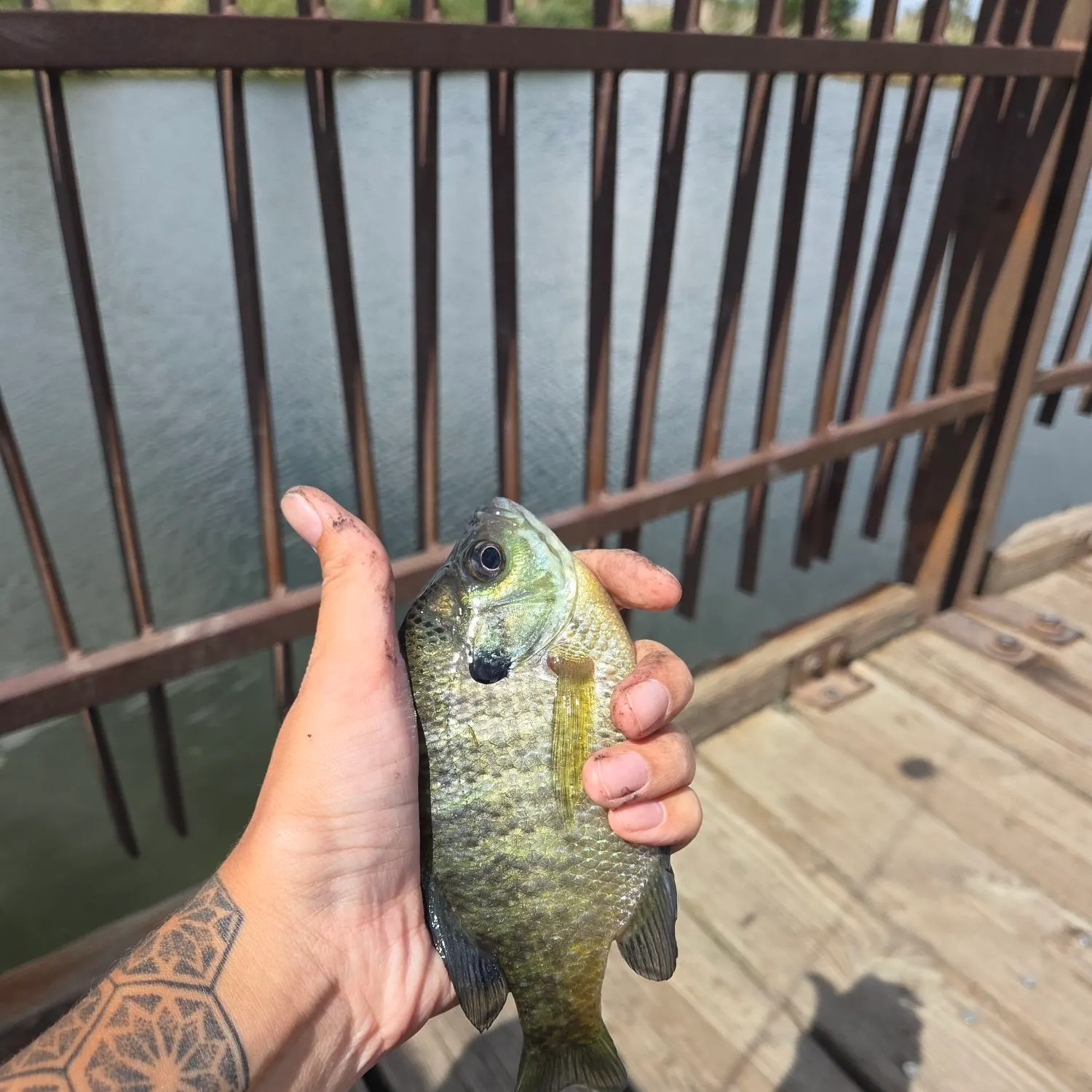 Bluegill caught on Fishbrain