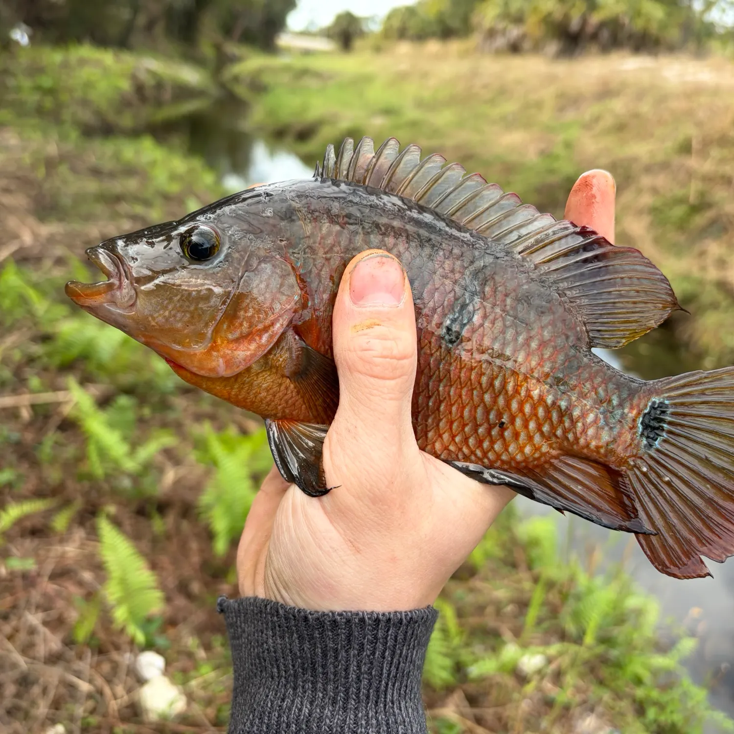 The most recent Mayan cichlid catches on Fishbrain