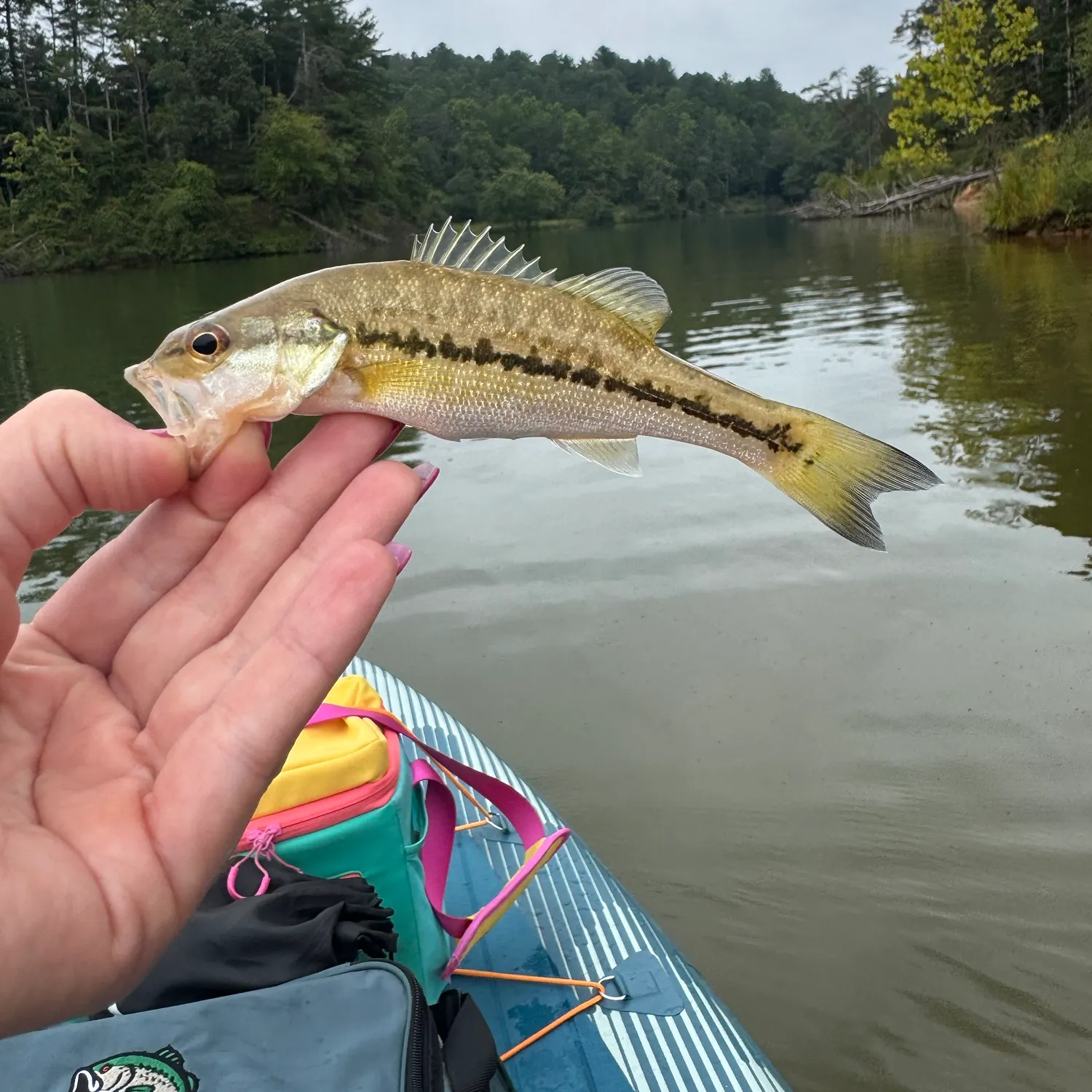 Spotted bass caught on Fishbrain