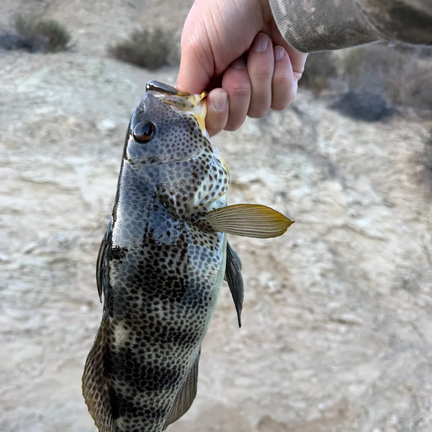 The most recent Spotted sand bass catches on Fishbrain
