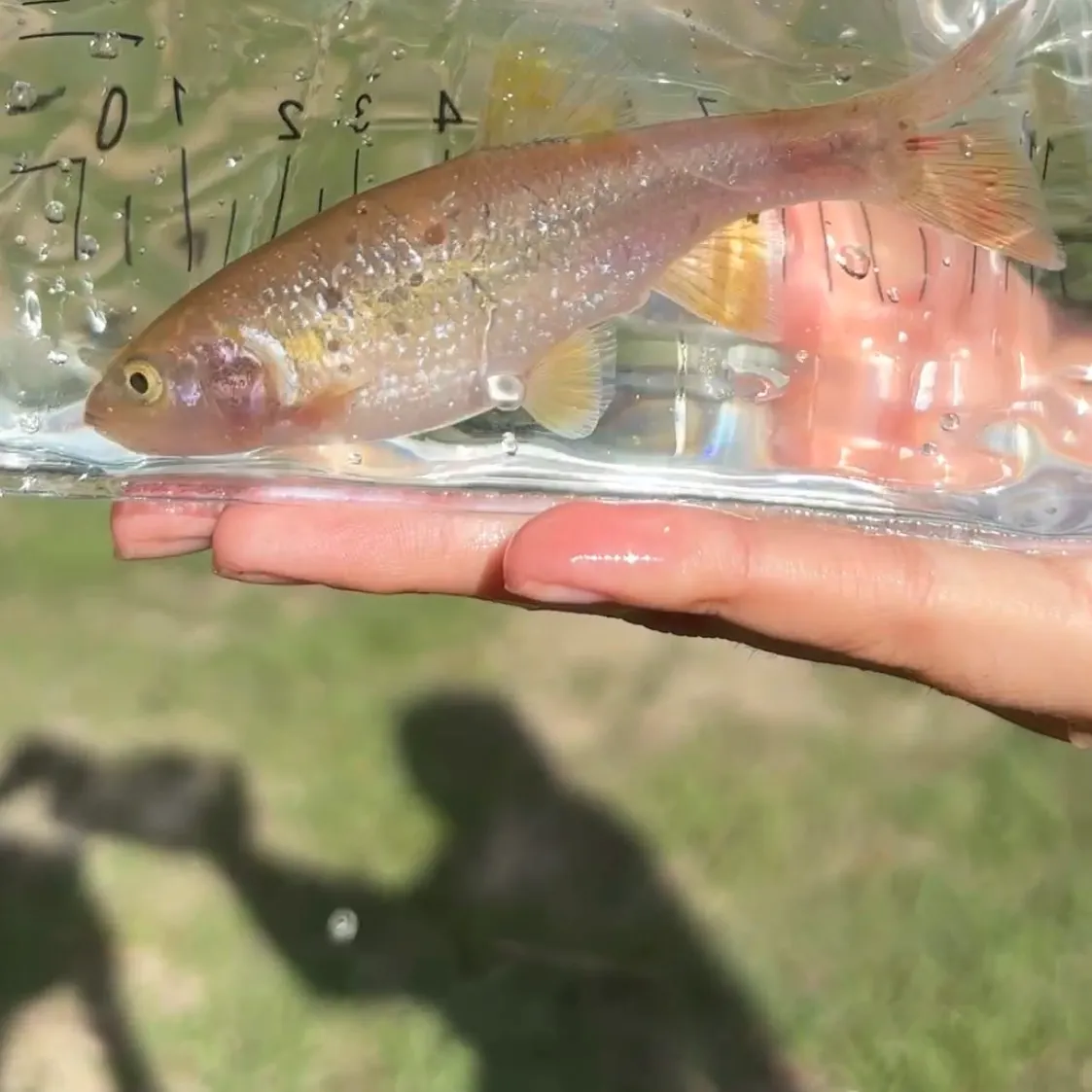 The most recent Dixie chub catches on Fishbrain