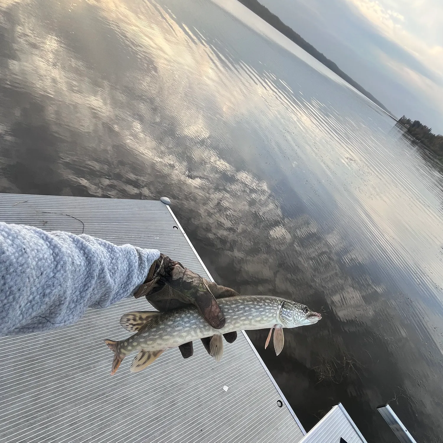 Northern pike caught on Fishbrain