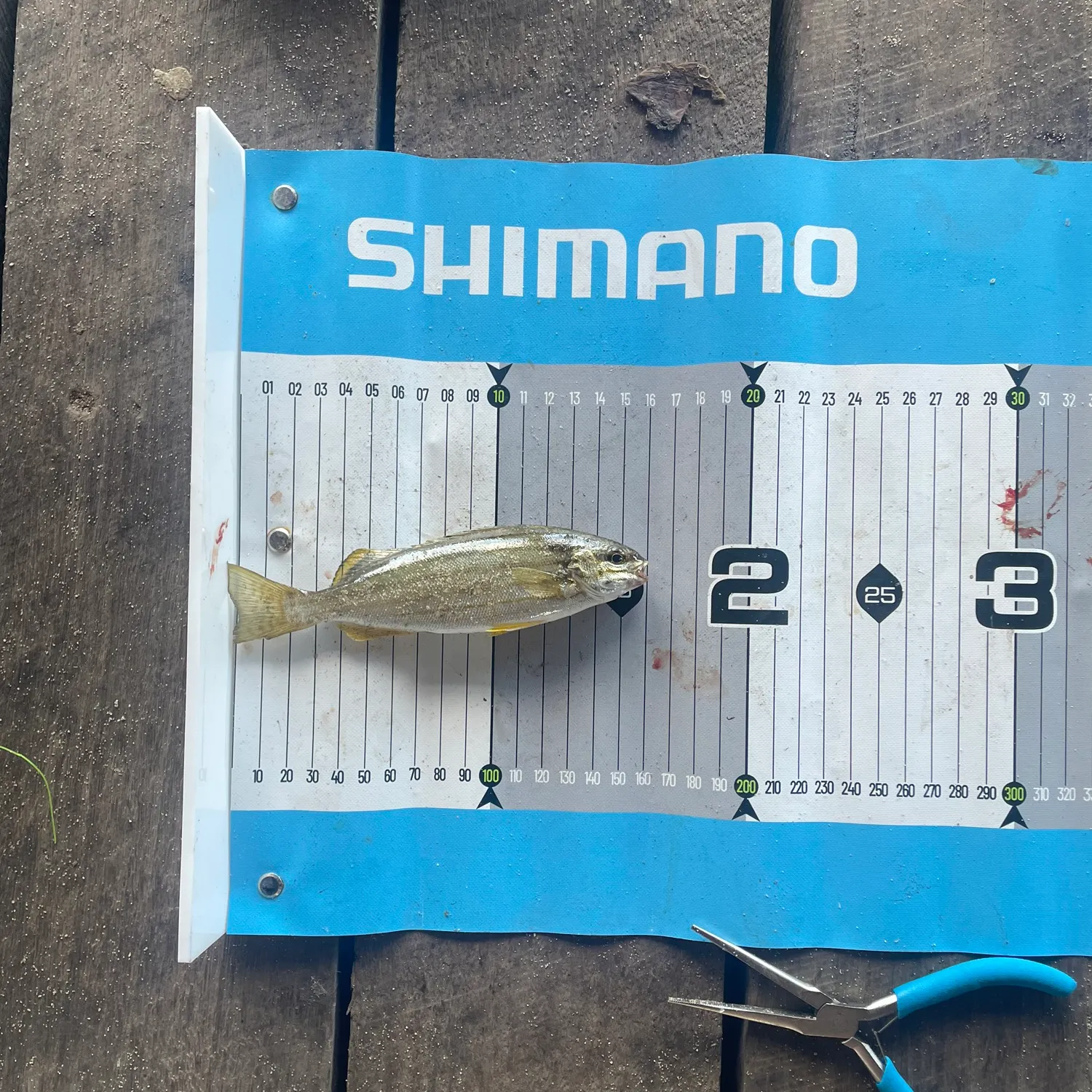 The most recent Western striped grunter catches on Fishbrain