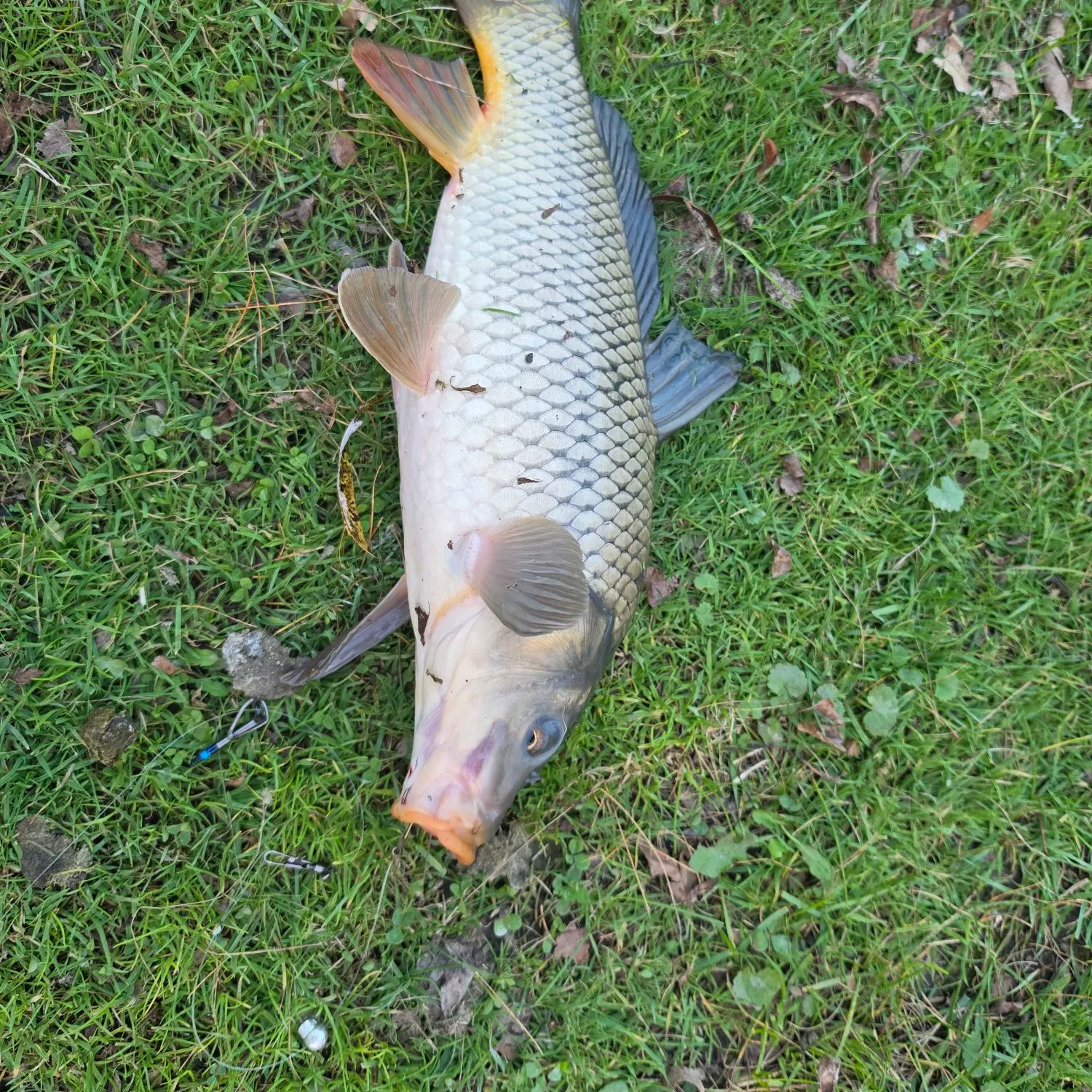 Common carp caught on Fishbrain
