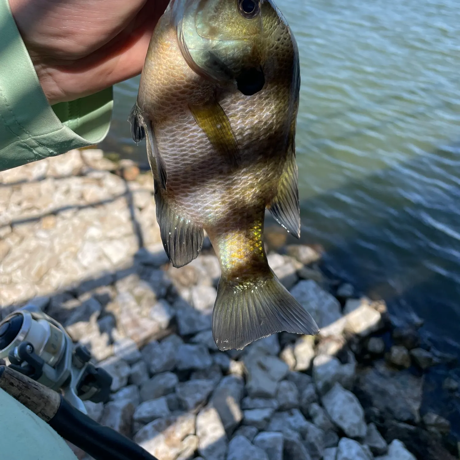 Bluegill caught on Fishbrain