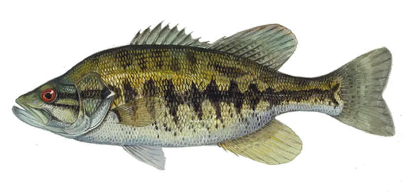 Shoal bass