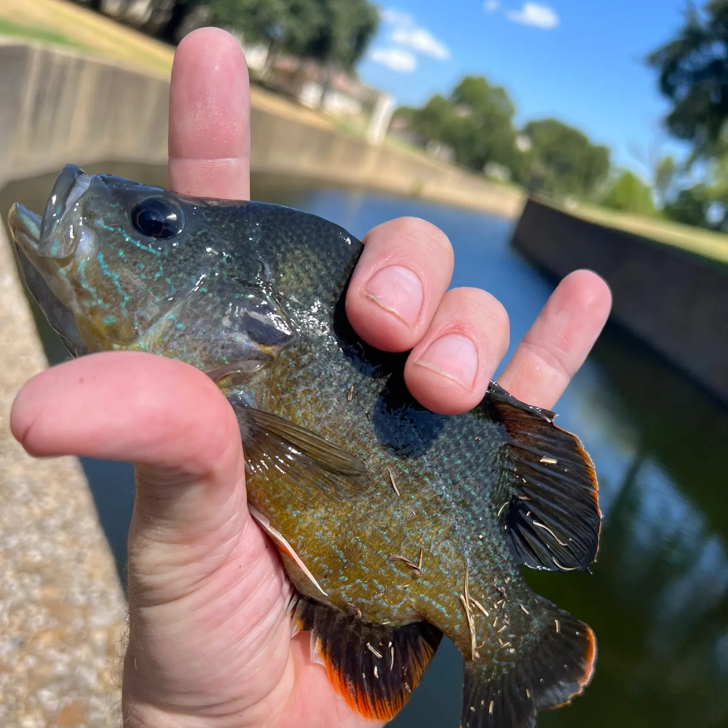 Bluegill caught on Fishbrain