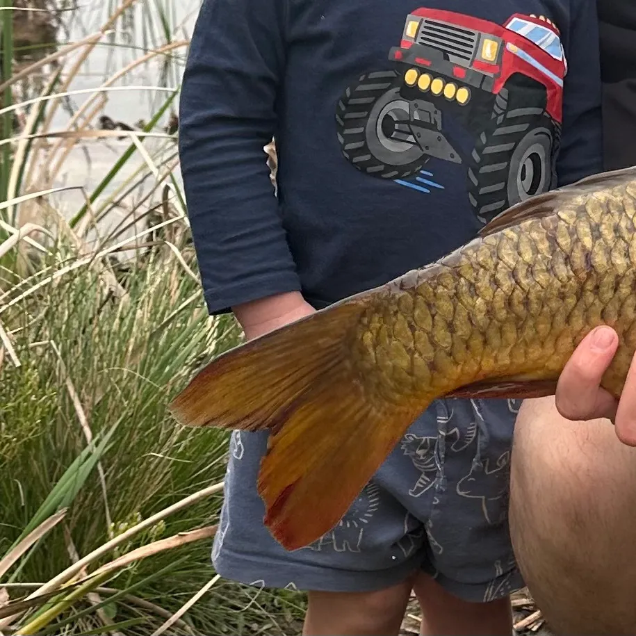 Common carp caught on Fishbrain