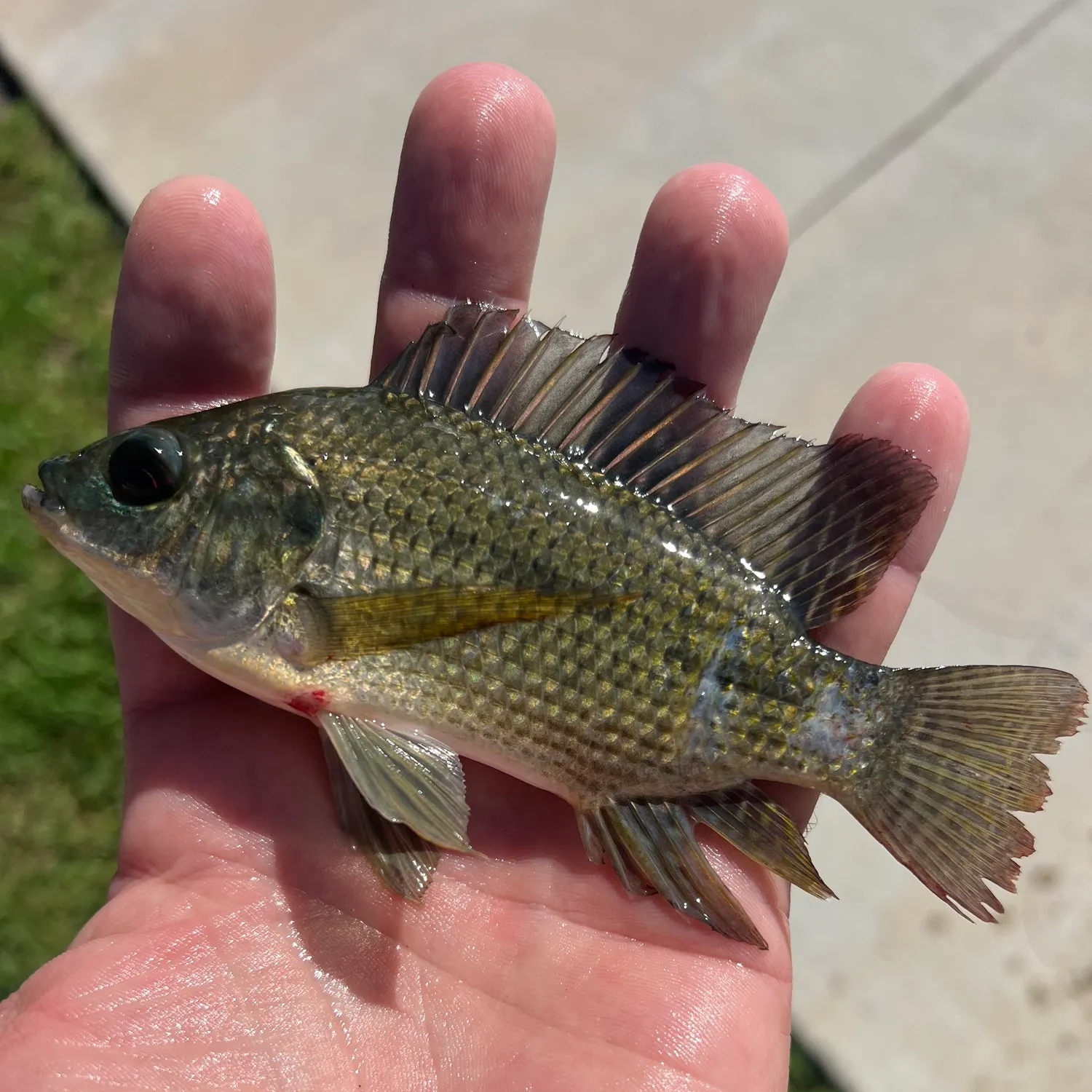 The most recent Mozambique tilapia catches on Fishbrain