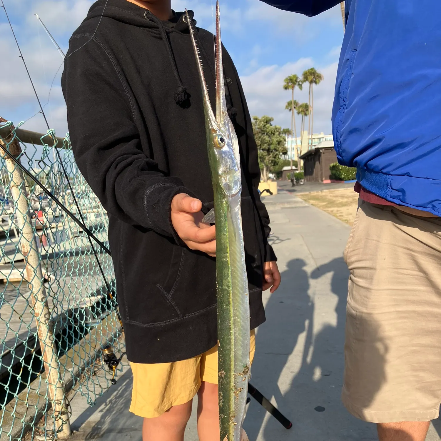 The most recent Pacific agujon needlefish catches on Fishbrain