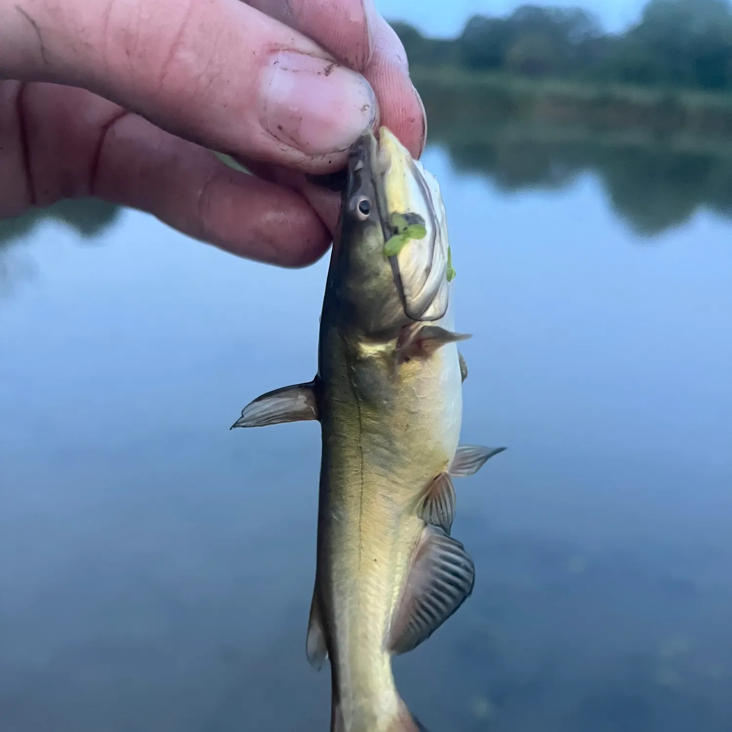 Black bullhead caught on Fishbrain
