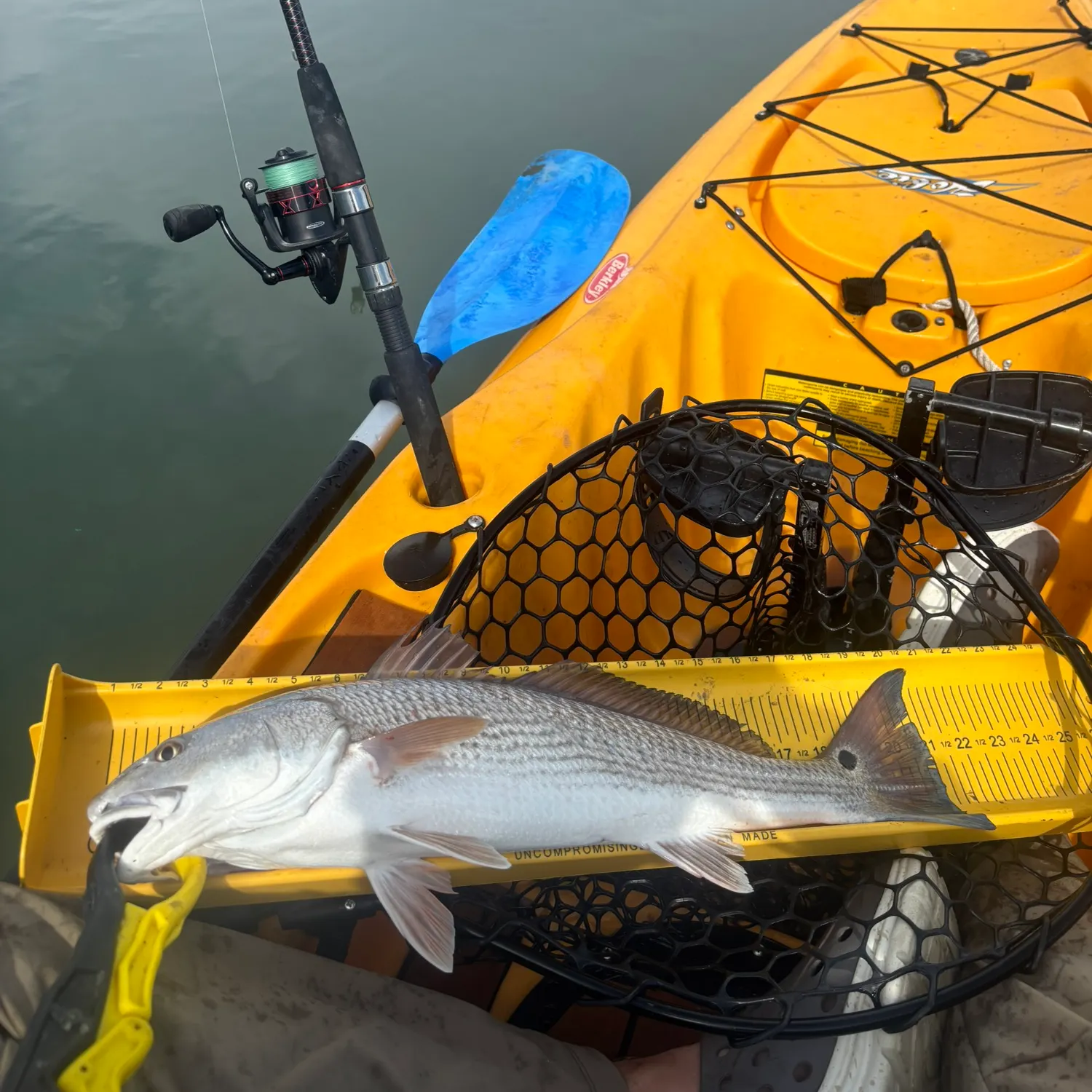Red drum caught on Fishbrain
