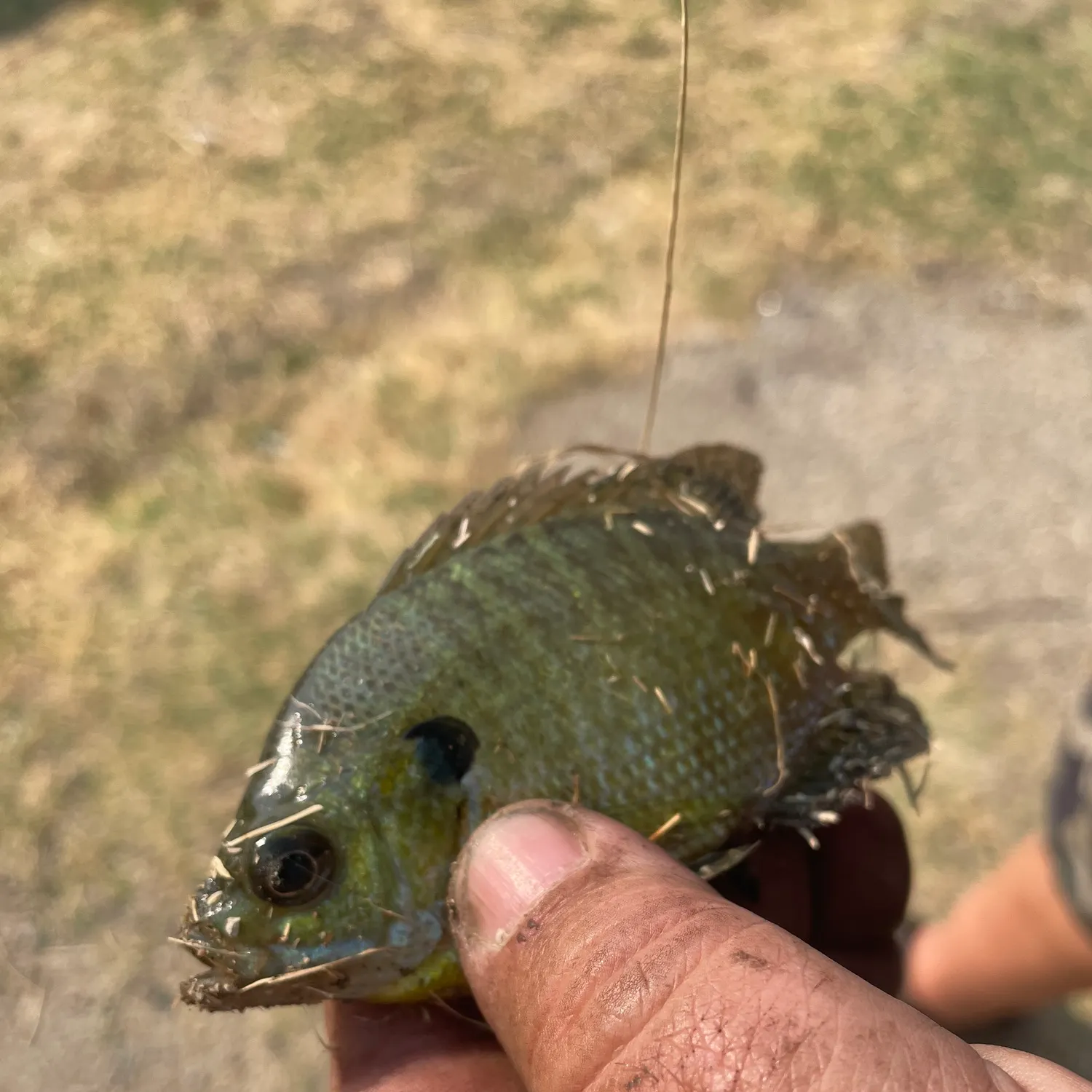 Bluegill caught on Fishbrain