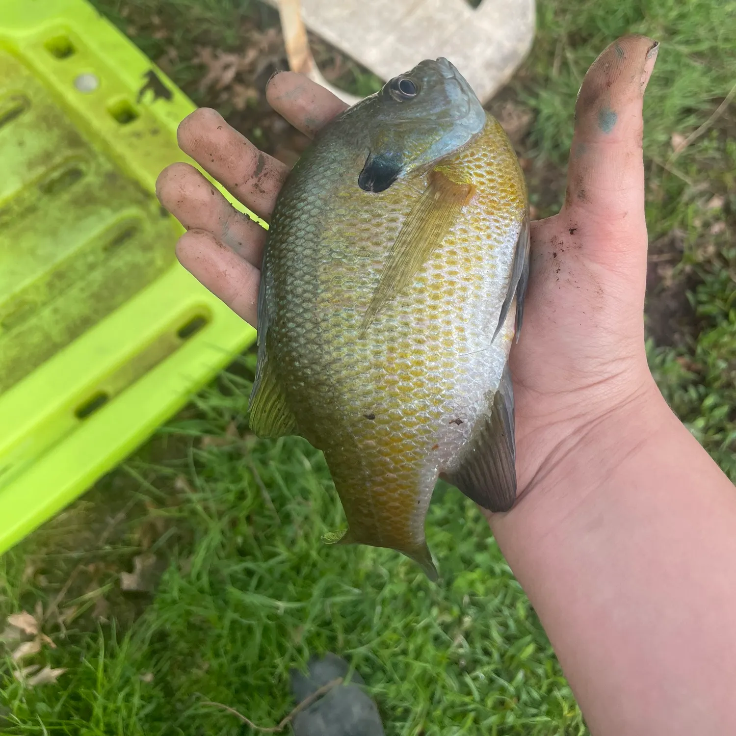 Bluegill caught on Fishbrain