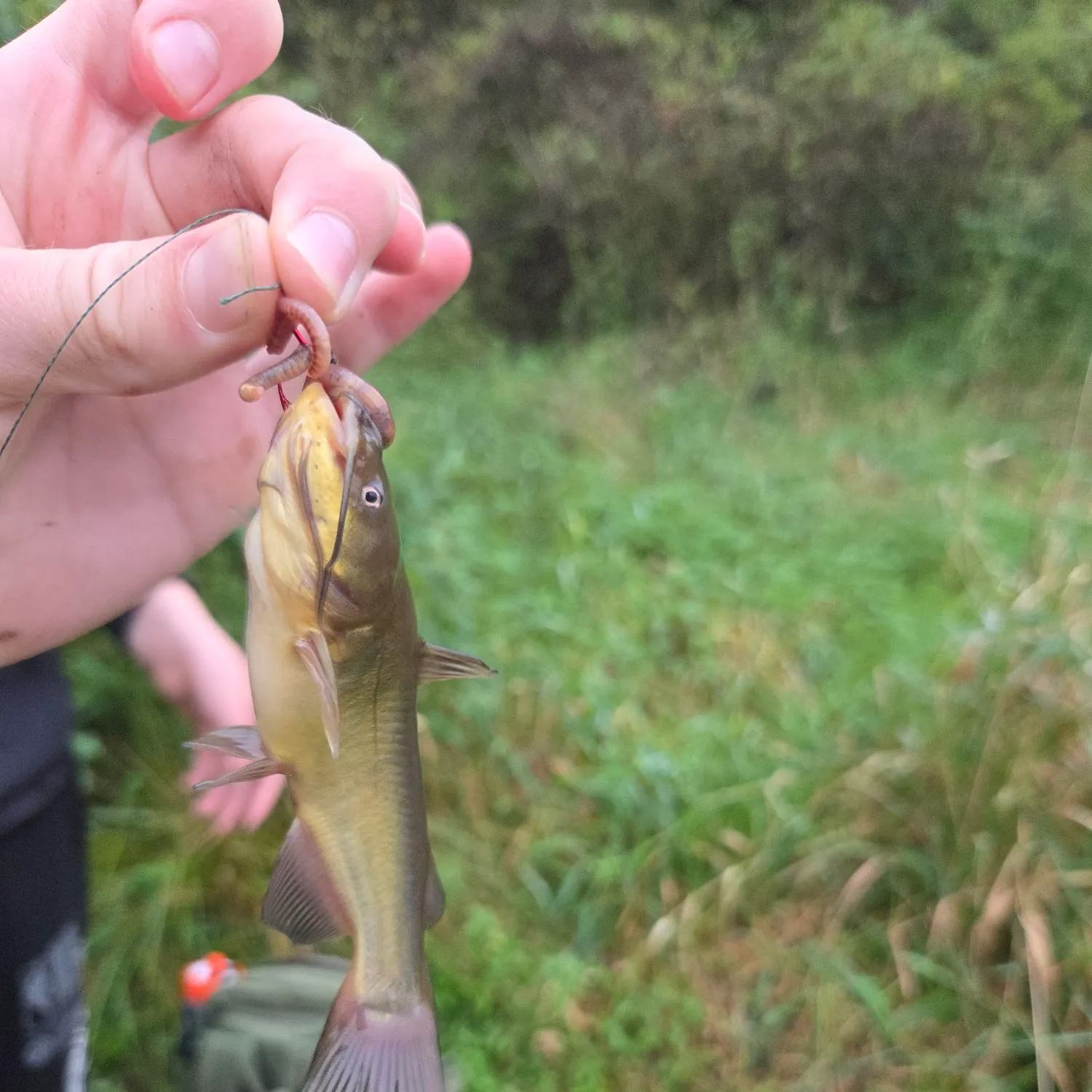 Yellow bullhead caught on Fishbrain
