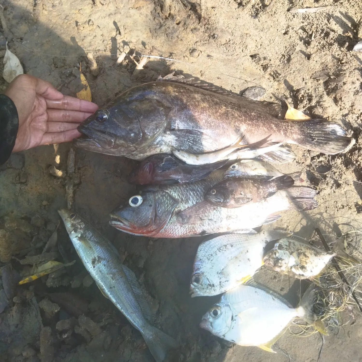 Mangrove red snapper caught on Fishbrain