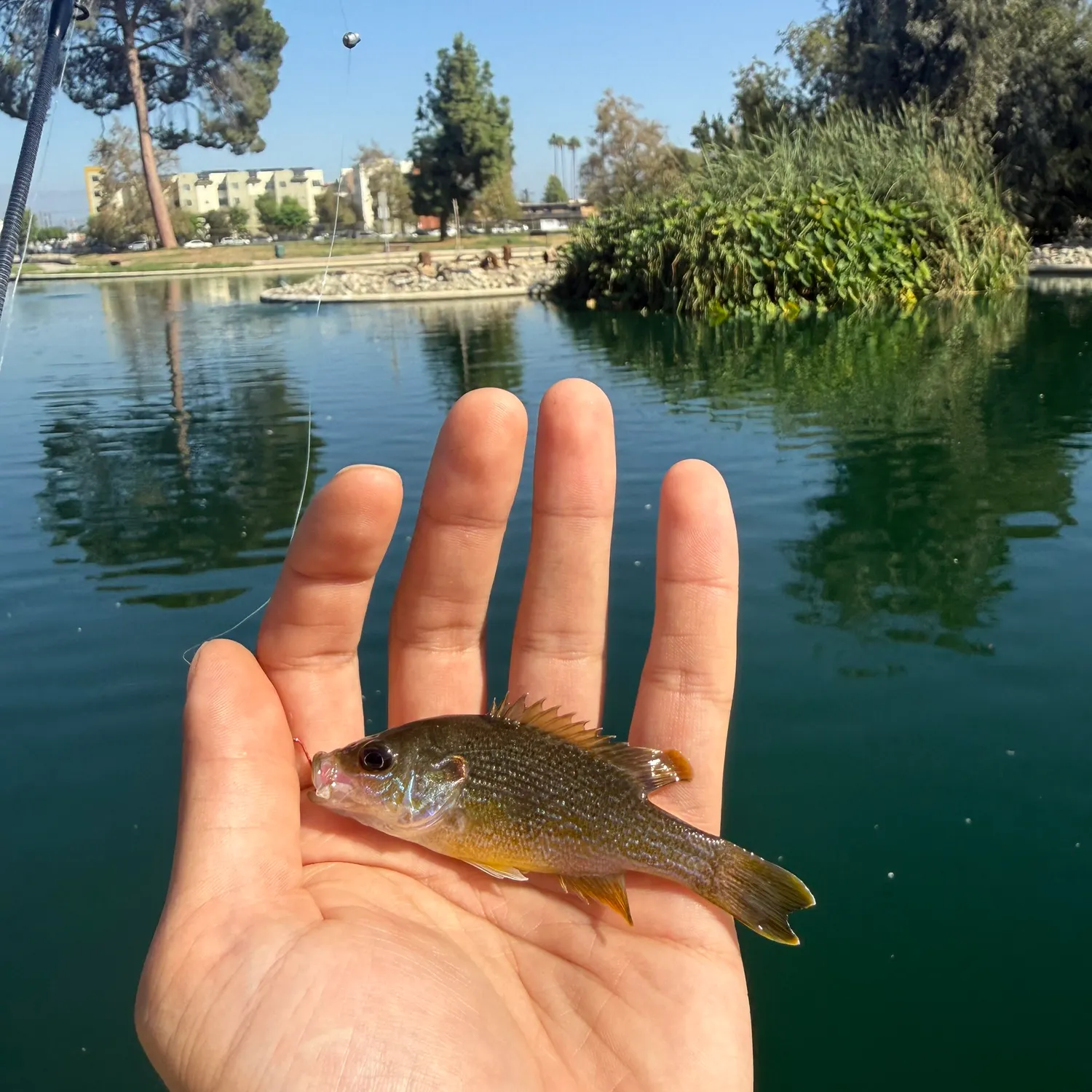 Green sunfish caught on Fishbrain