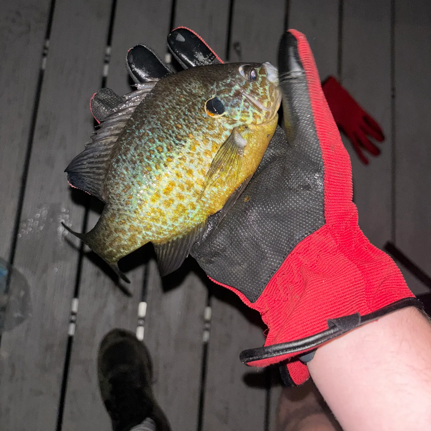 Pumpkinseed caught on Fishbrain